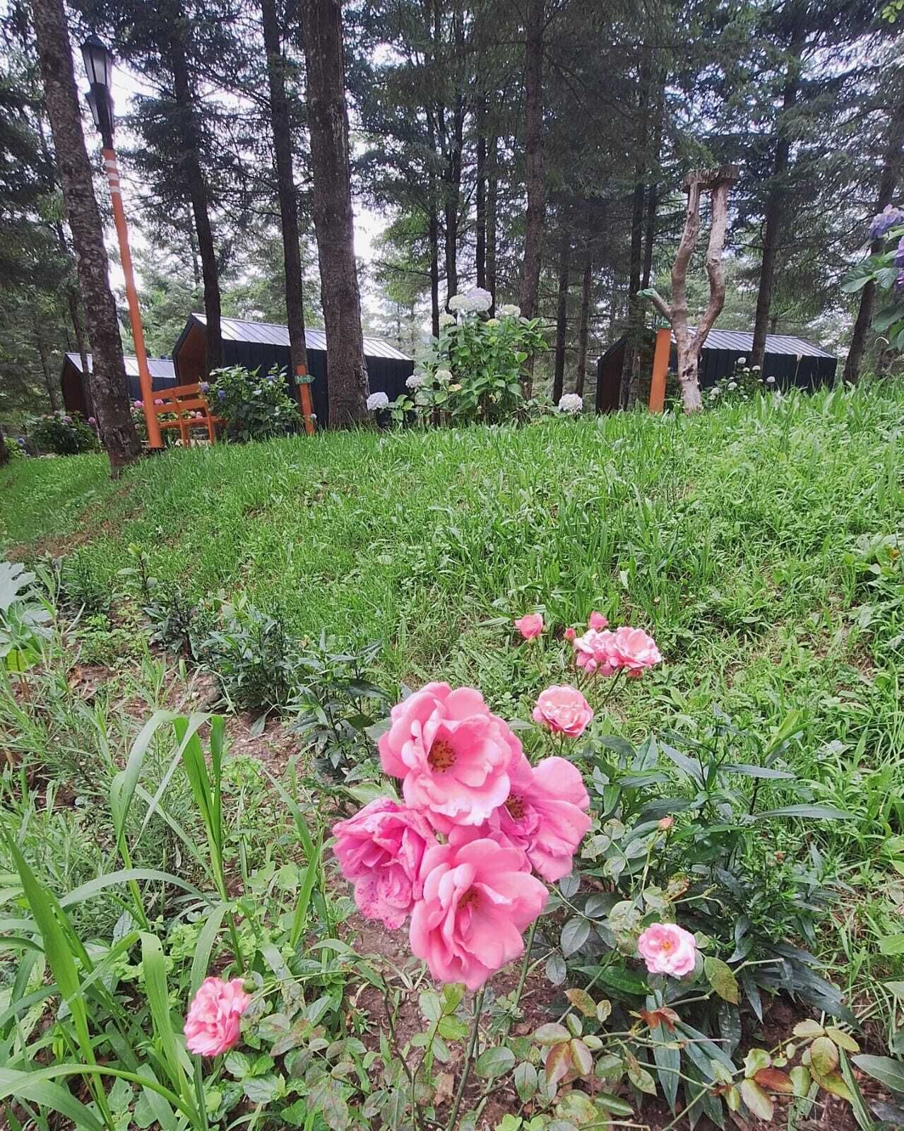 Tumba Sisli Vadi