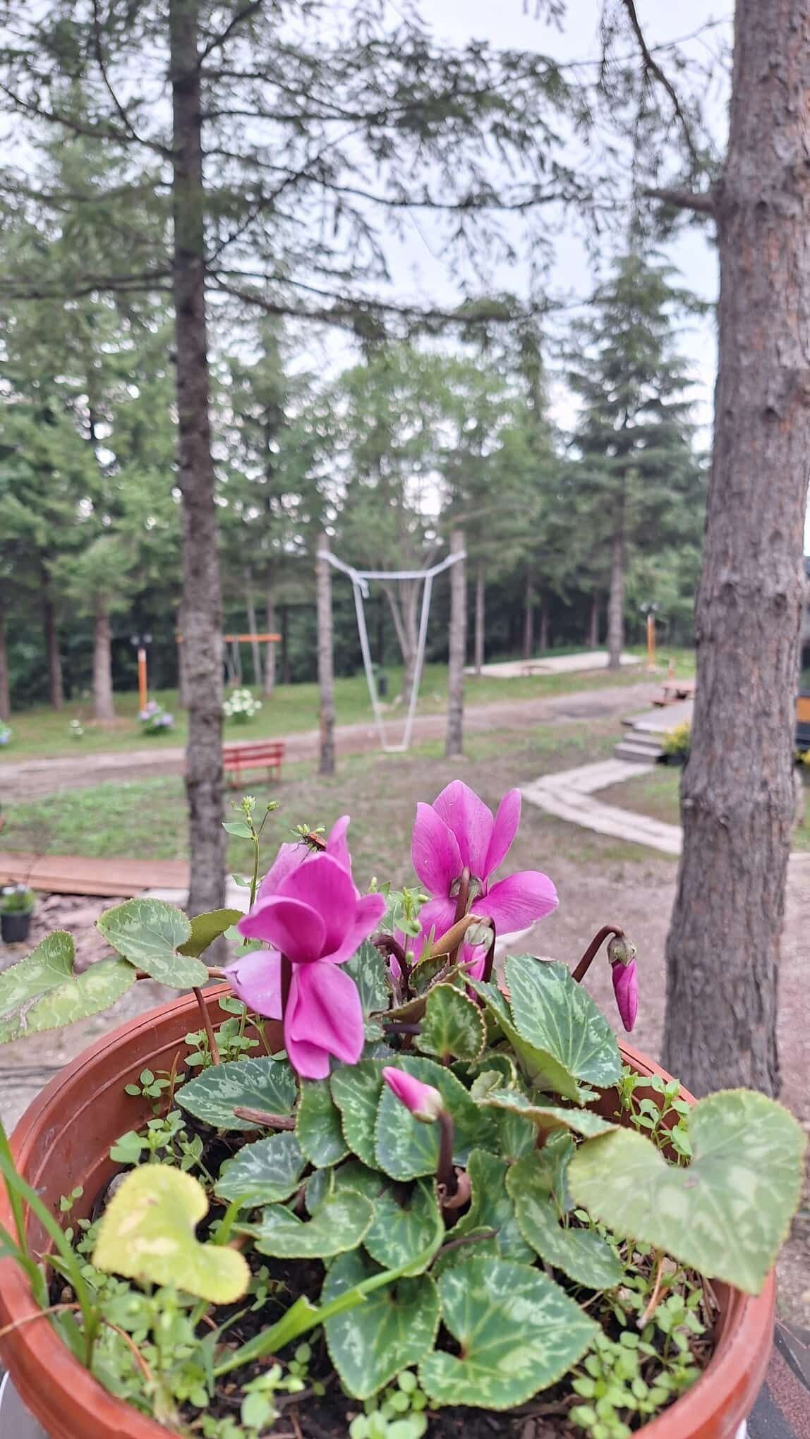 Tumba Sisli Vadi