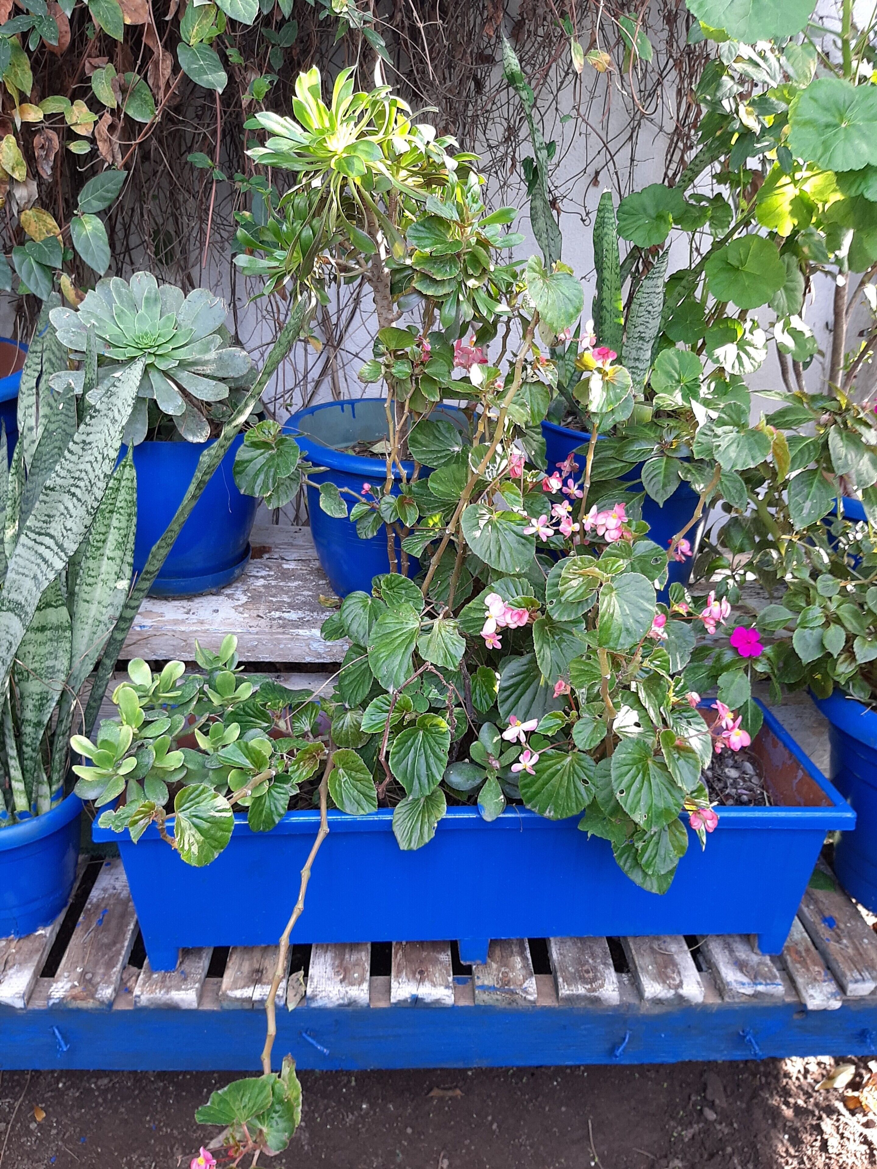 Ali’s Hotel Restaurant Beach