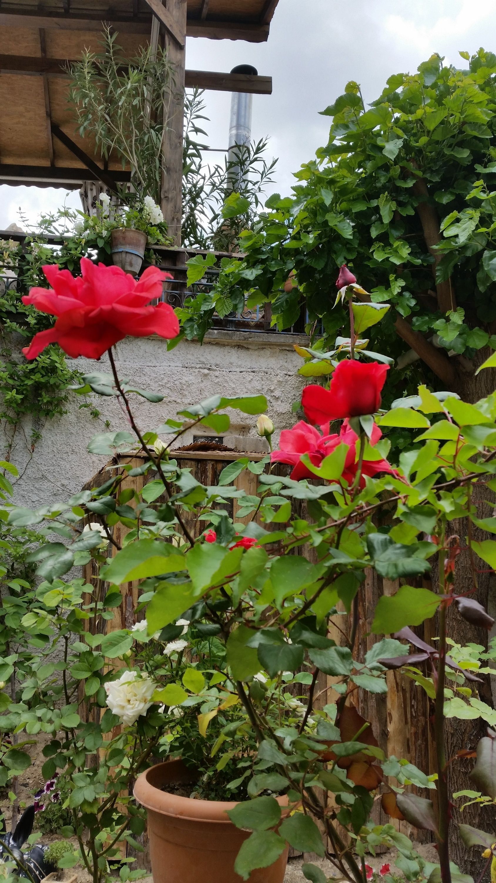 Anatolia Cave Hotel & Pension