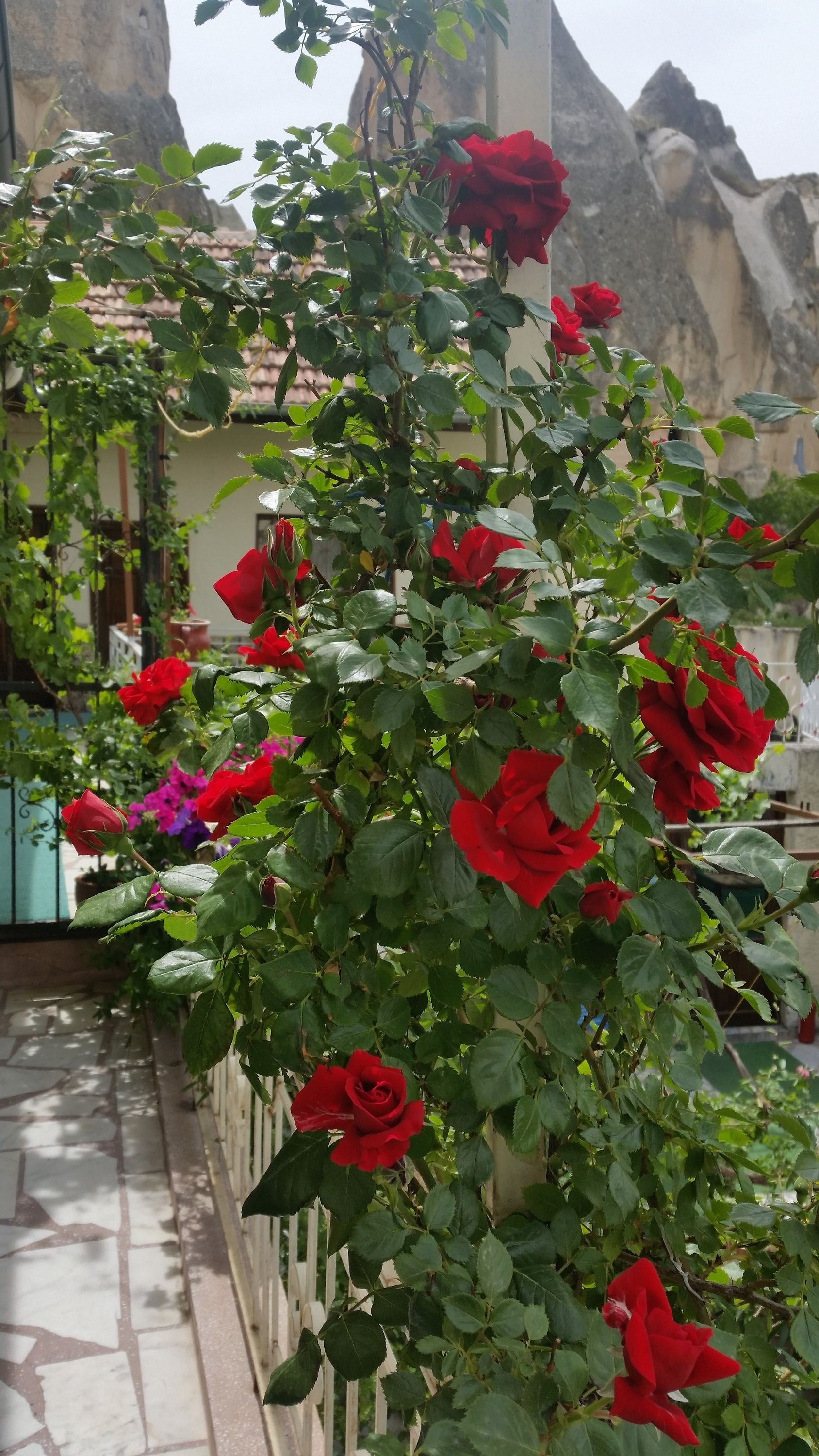 Anatolia Cave Hotel & Pension