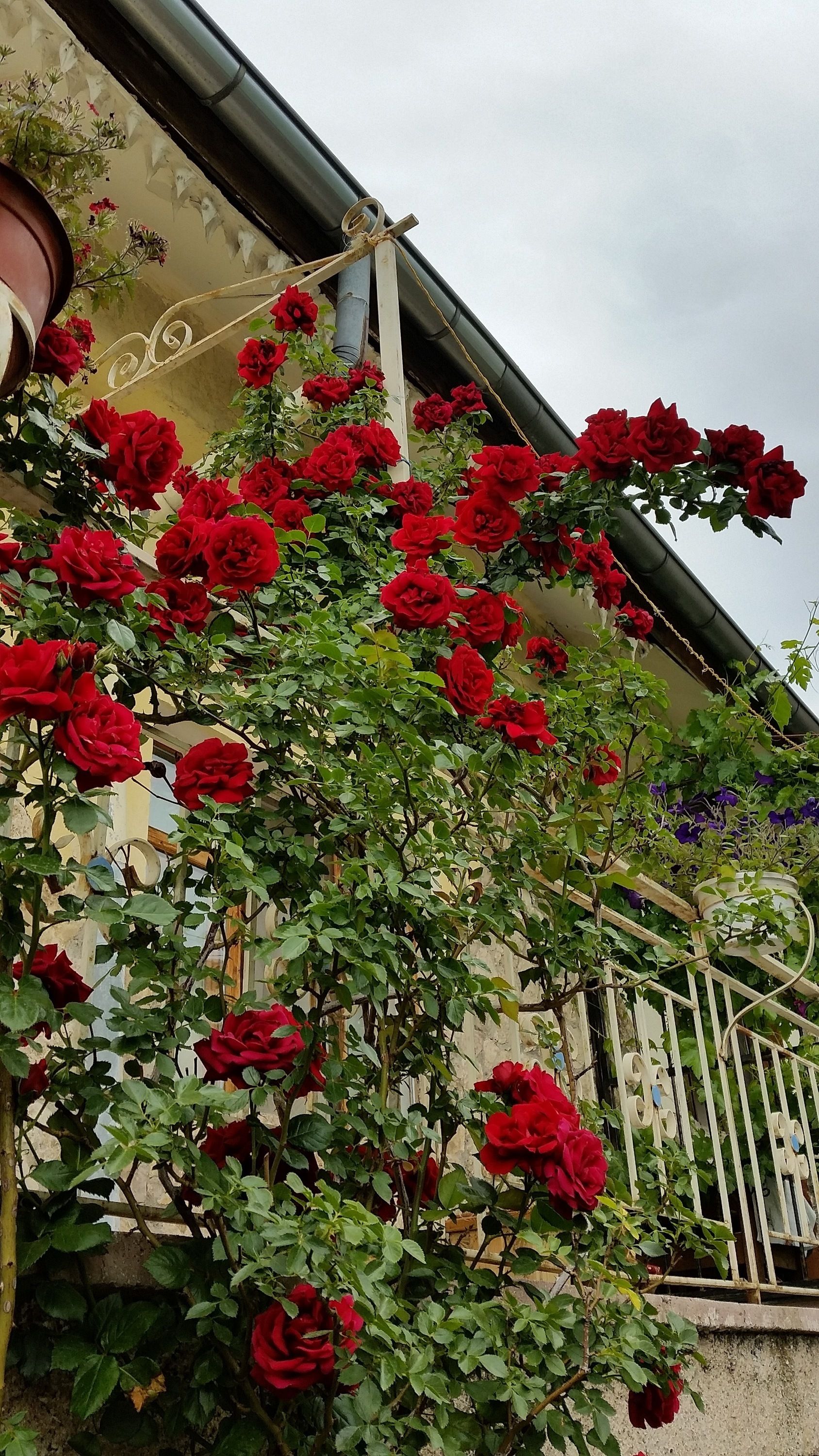 Anatolia Cave Hotel & Pension