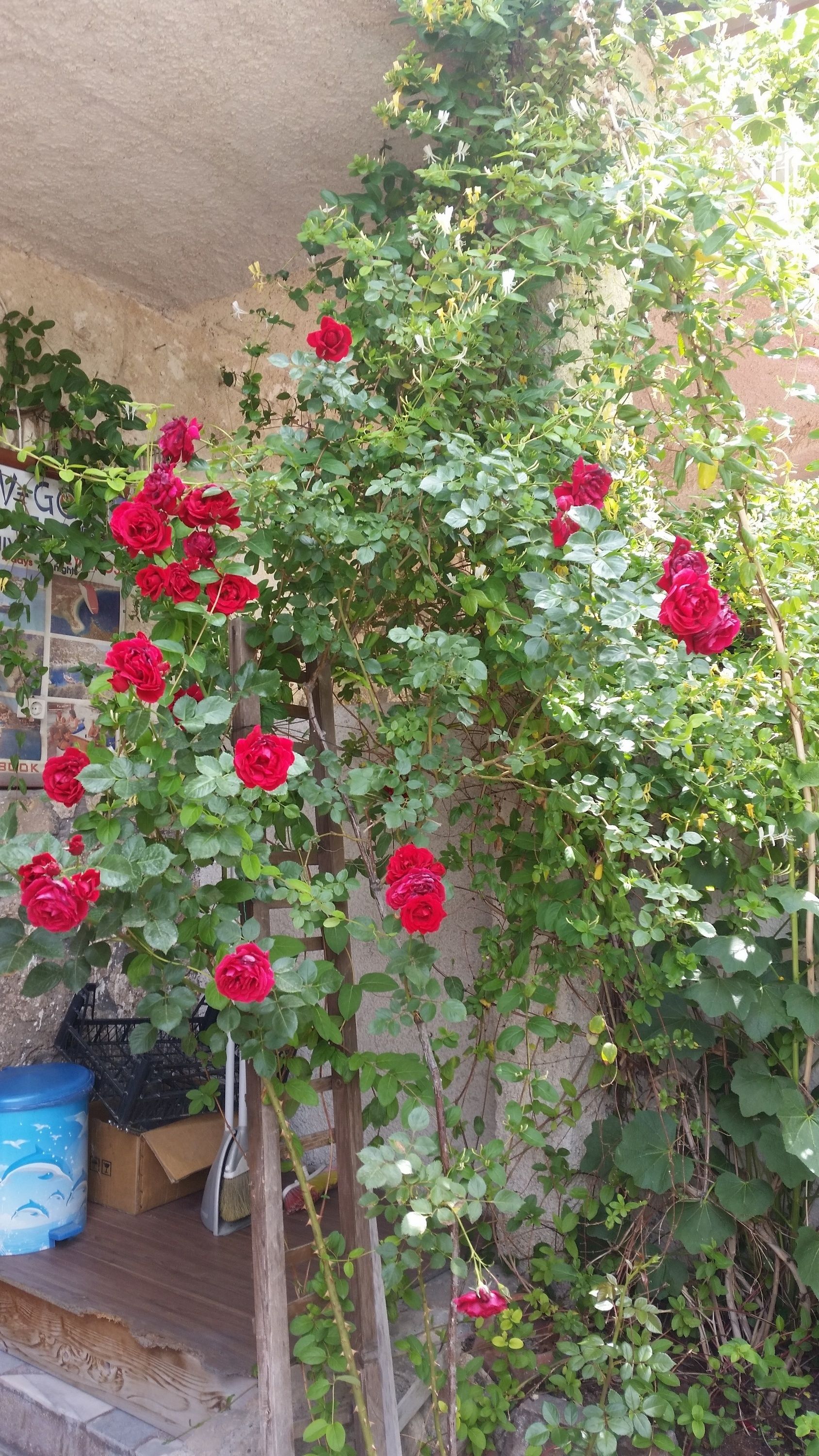 Anatolia Cave Hotel & Pension