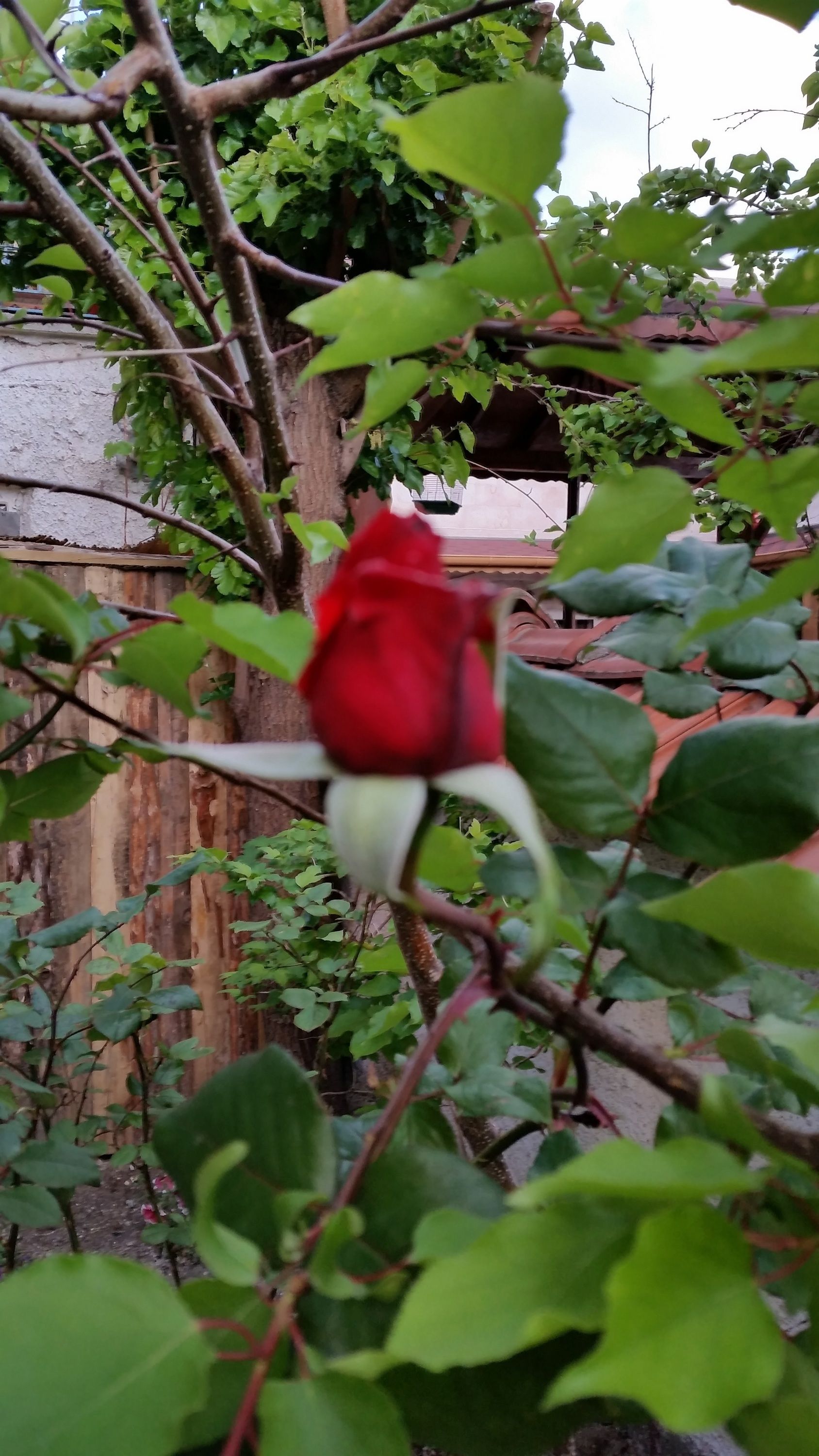 Anatolia Cave Hotel & Pension