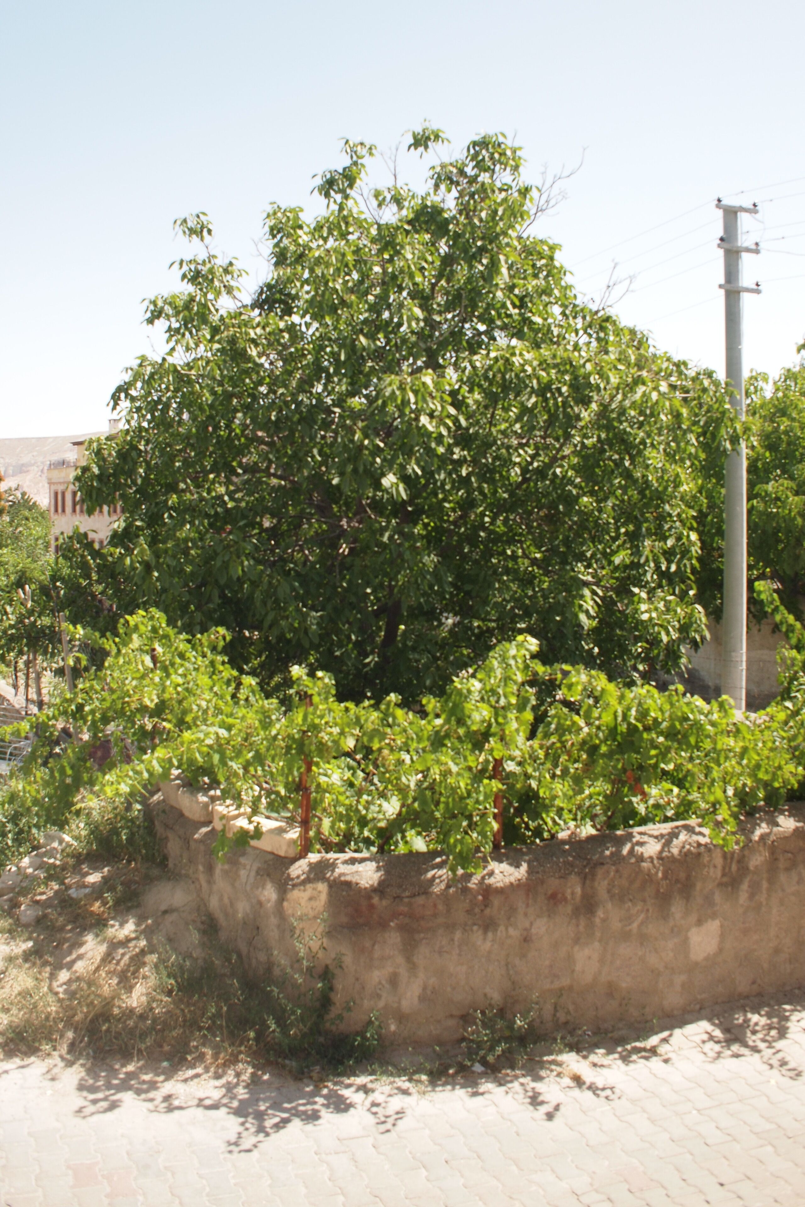 Emre's Stone House