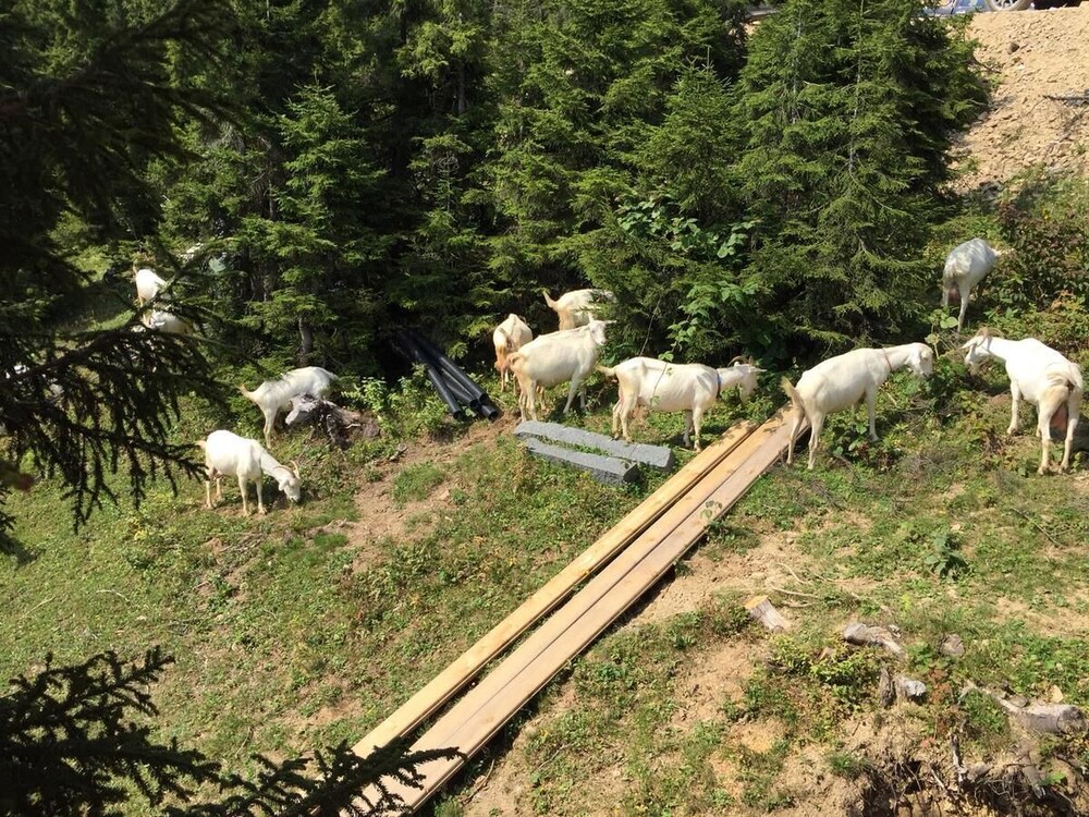 Pokut Orion