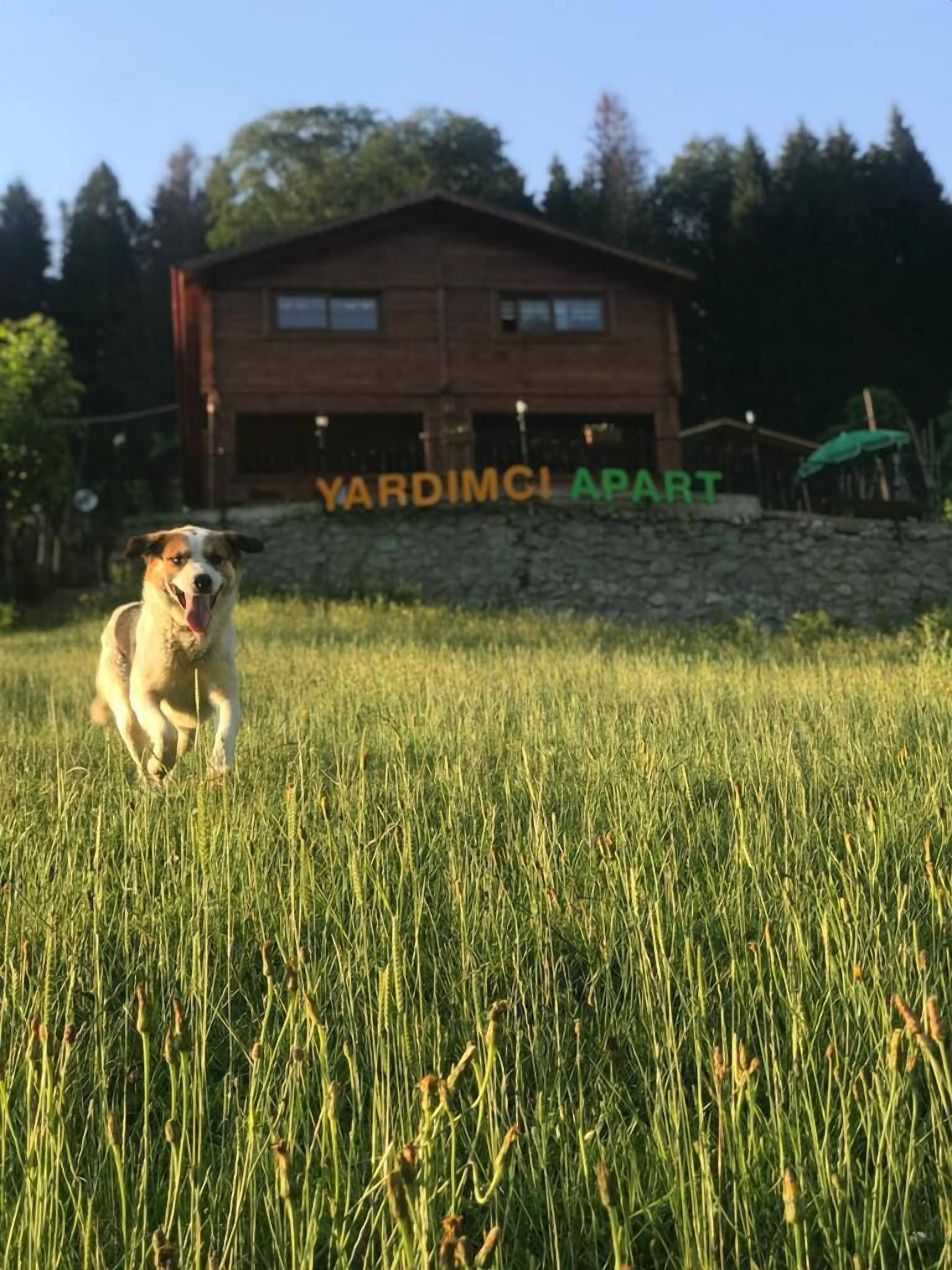 Ayder Yardimci Apart
