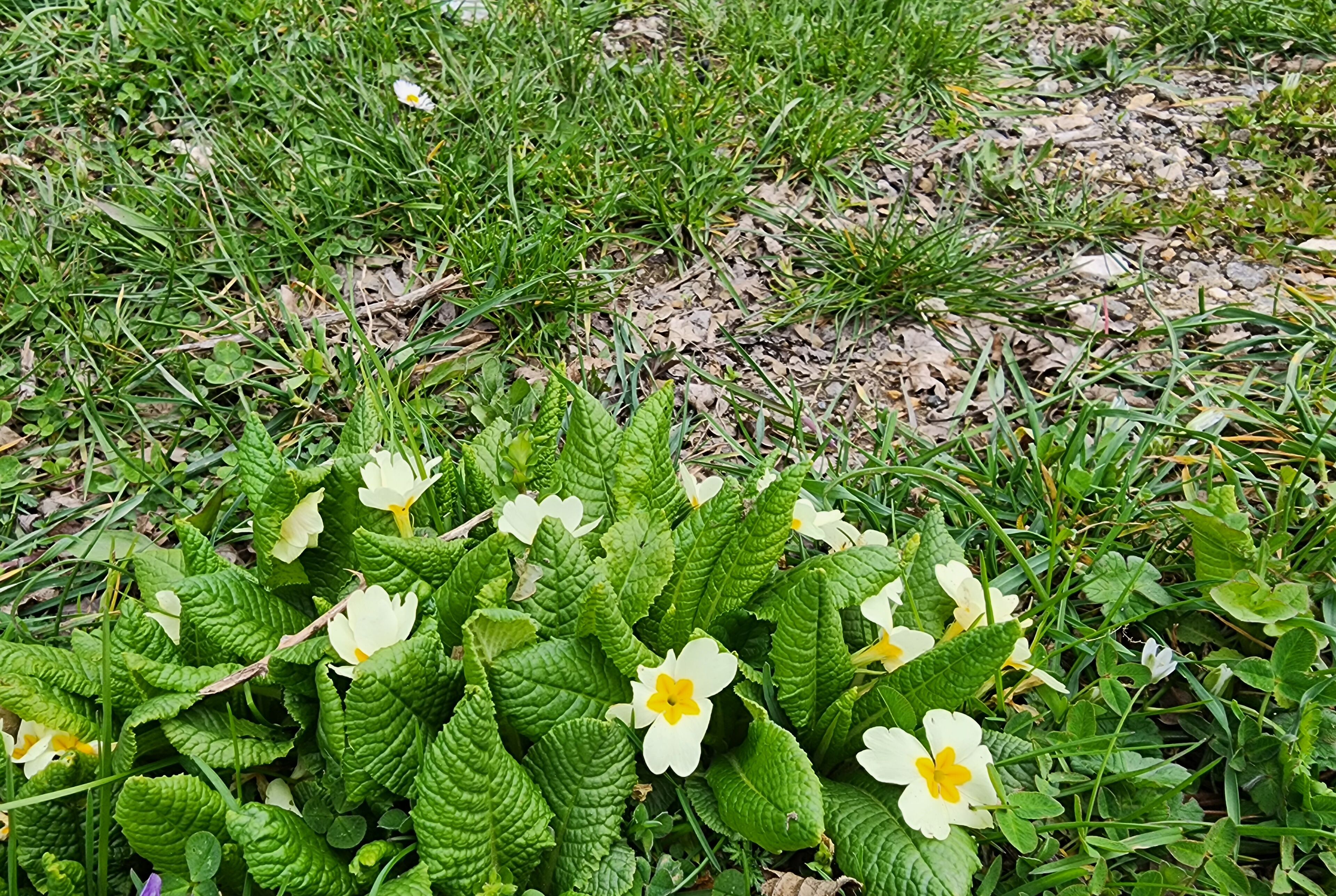 Sefa Konaklari