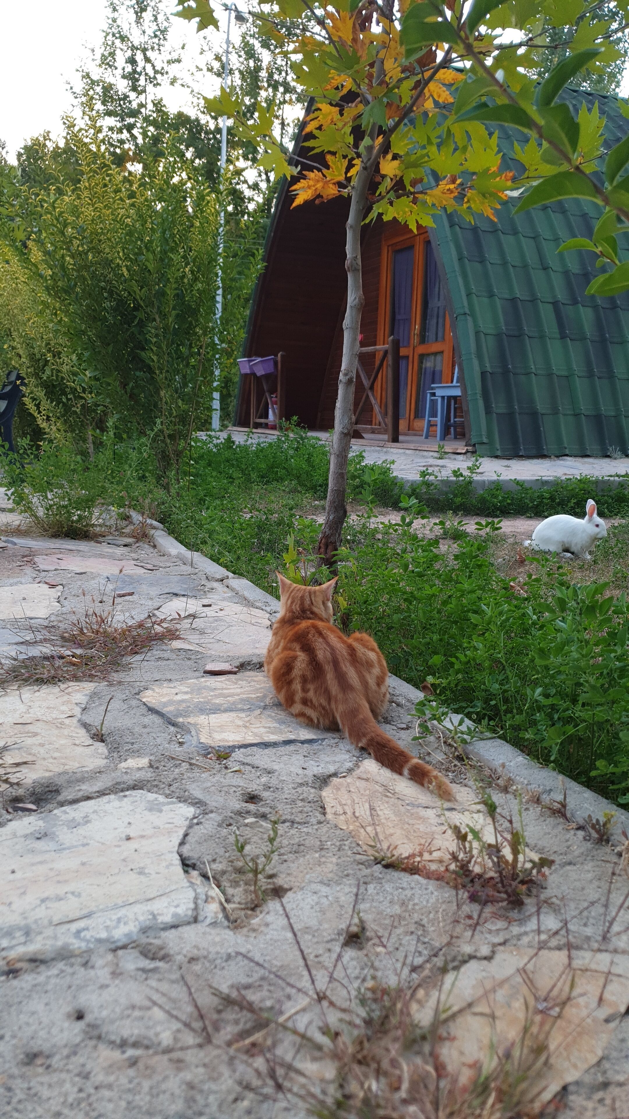 Zeyve Lavanta Tatil Köyü