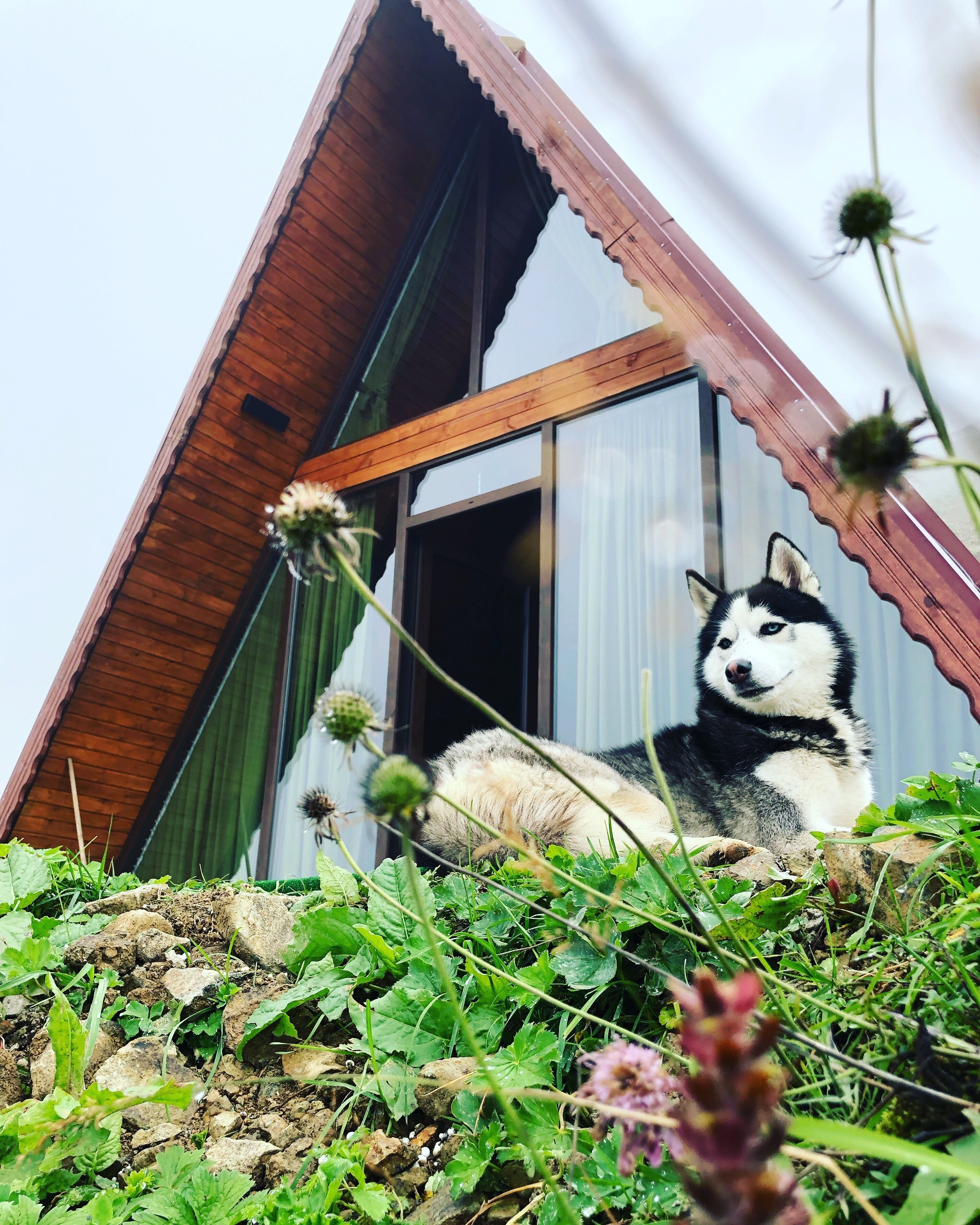 Bear Bungalov