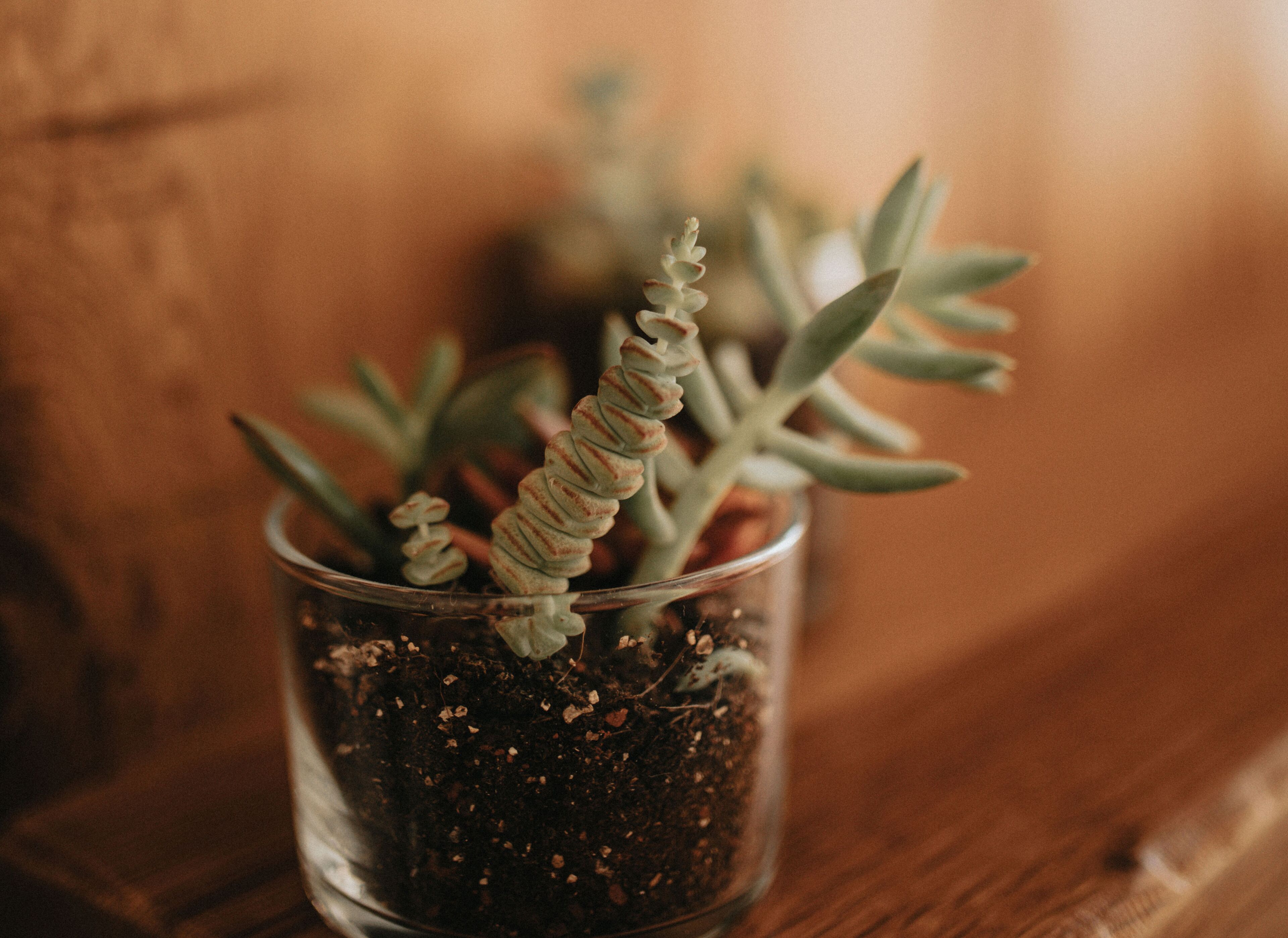 Büyükada Loc’Ada