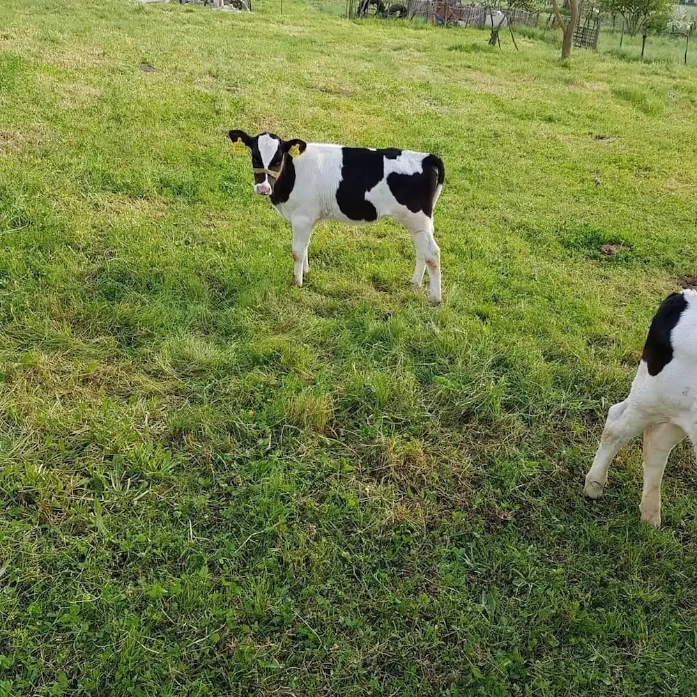 Haznedar Bungalow Hotel