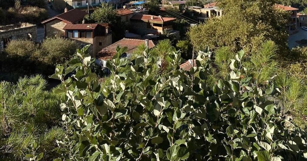 Arikli Han Kazdaglari