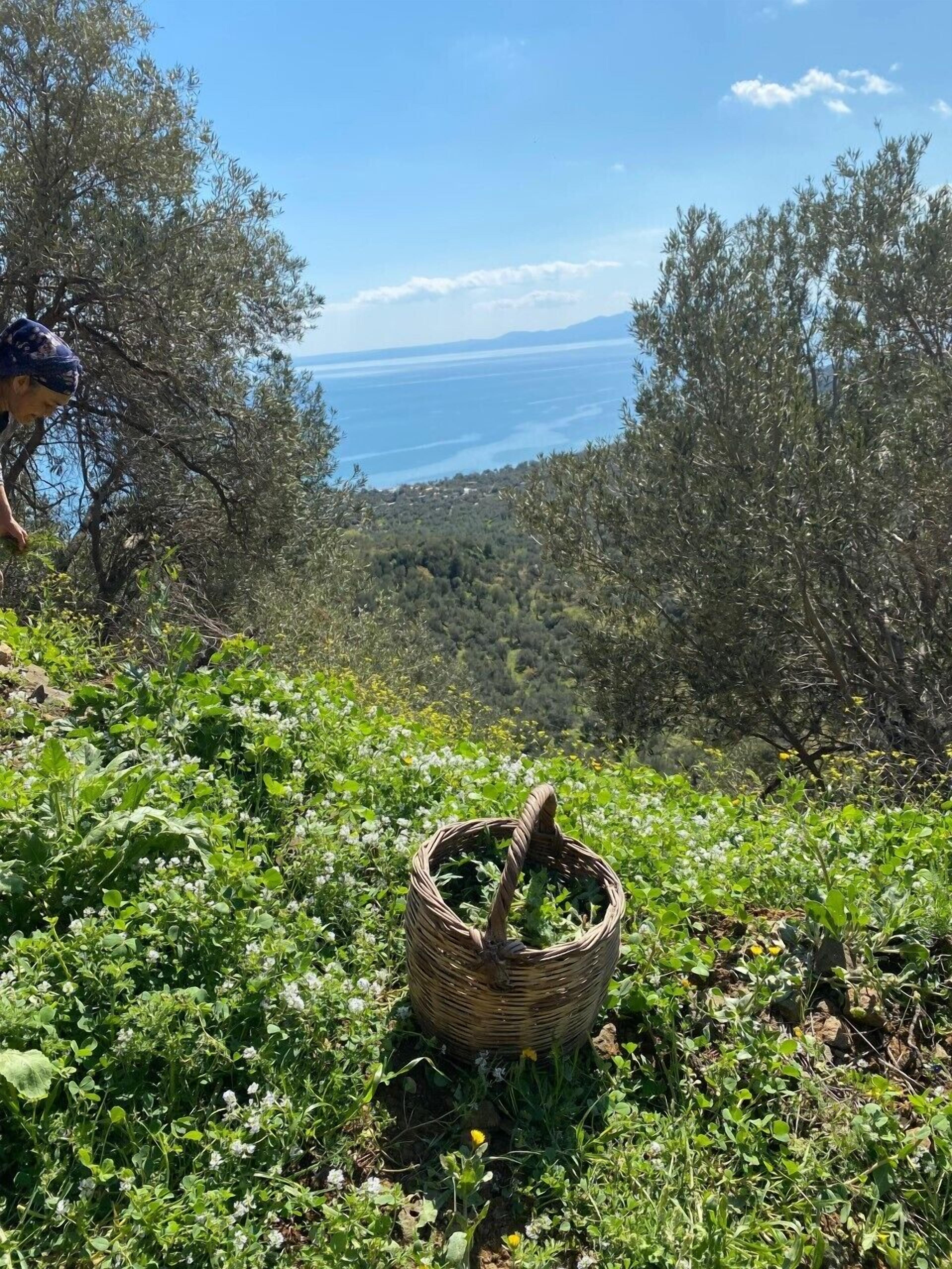 Arikli Han Kazdaglari