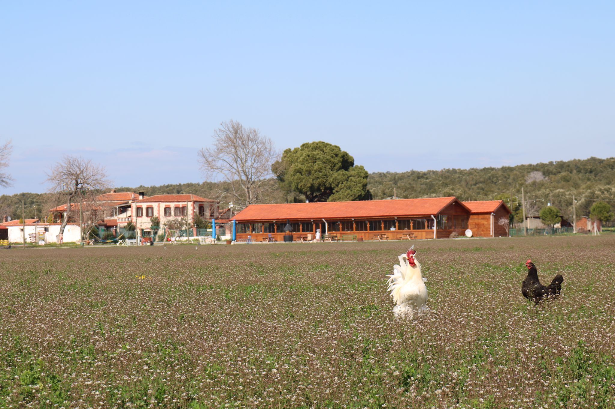 Ayvalik Sural Çiftligi Since 1899