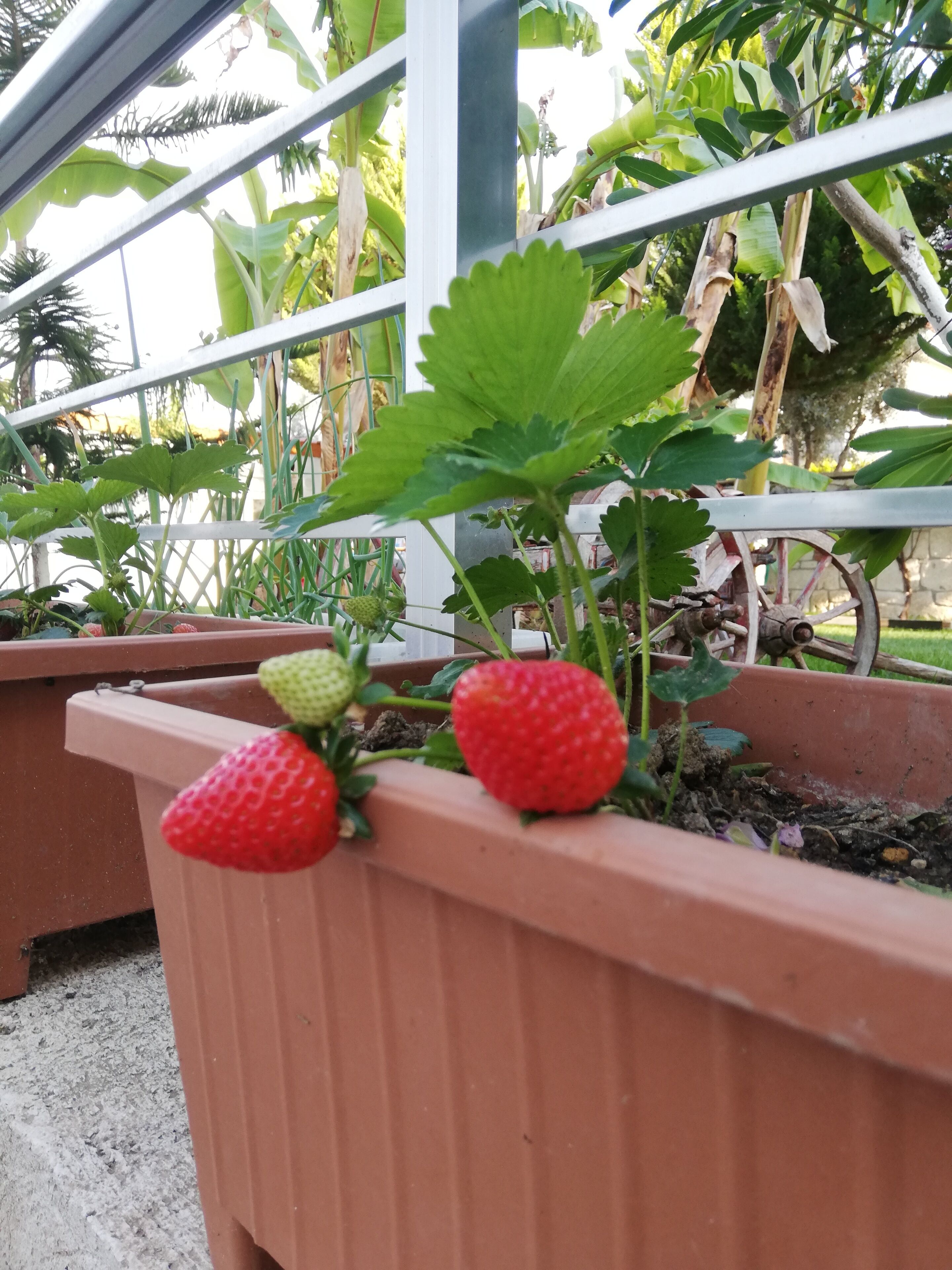 Luna Alacati Hotel