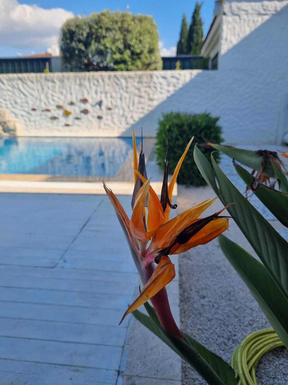 Nidus Alacati
