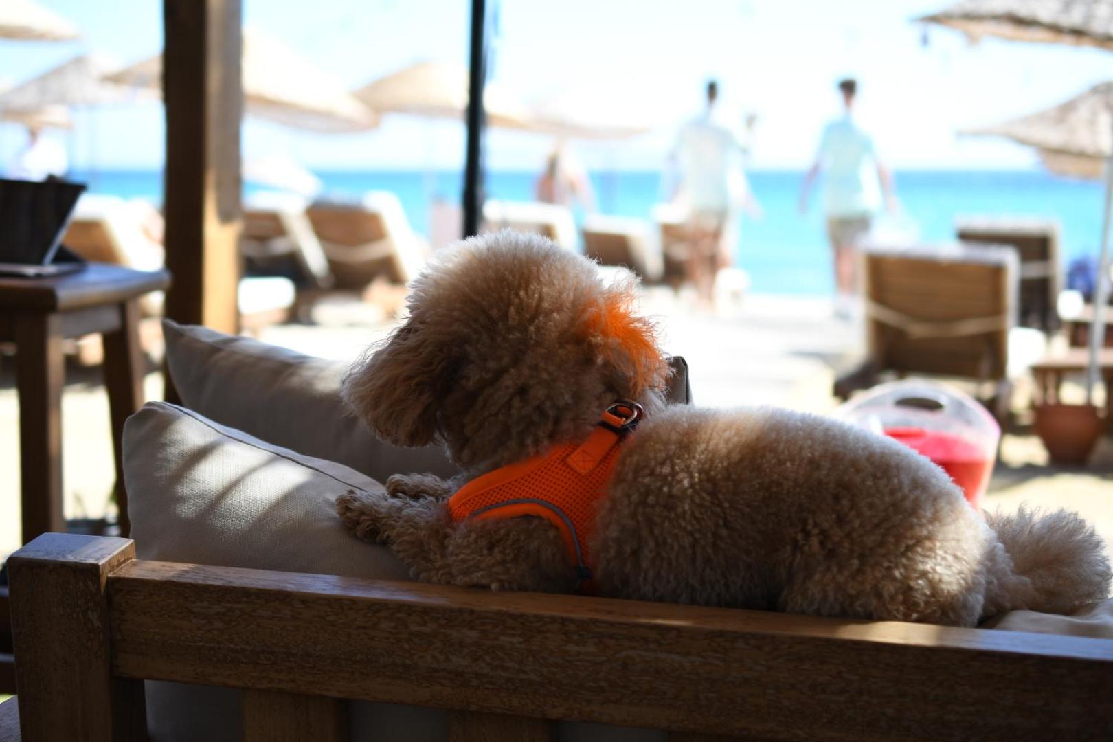 Zay'a Otel & Beach