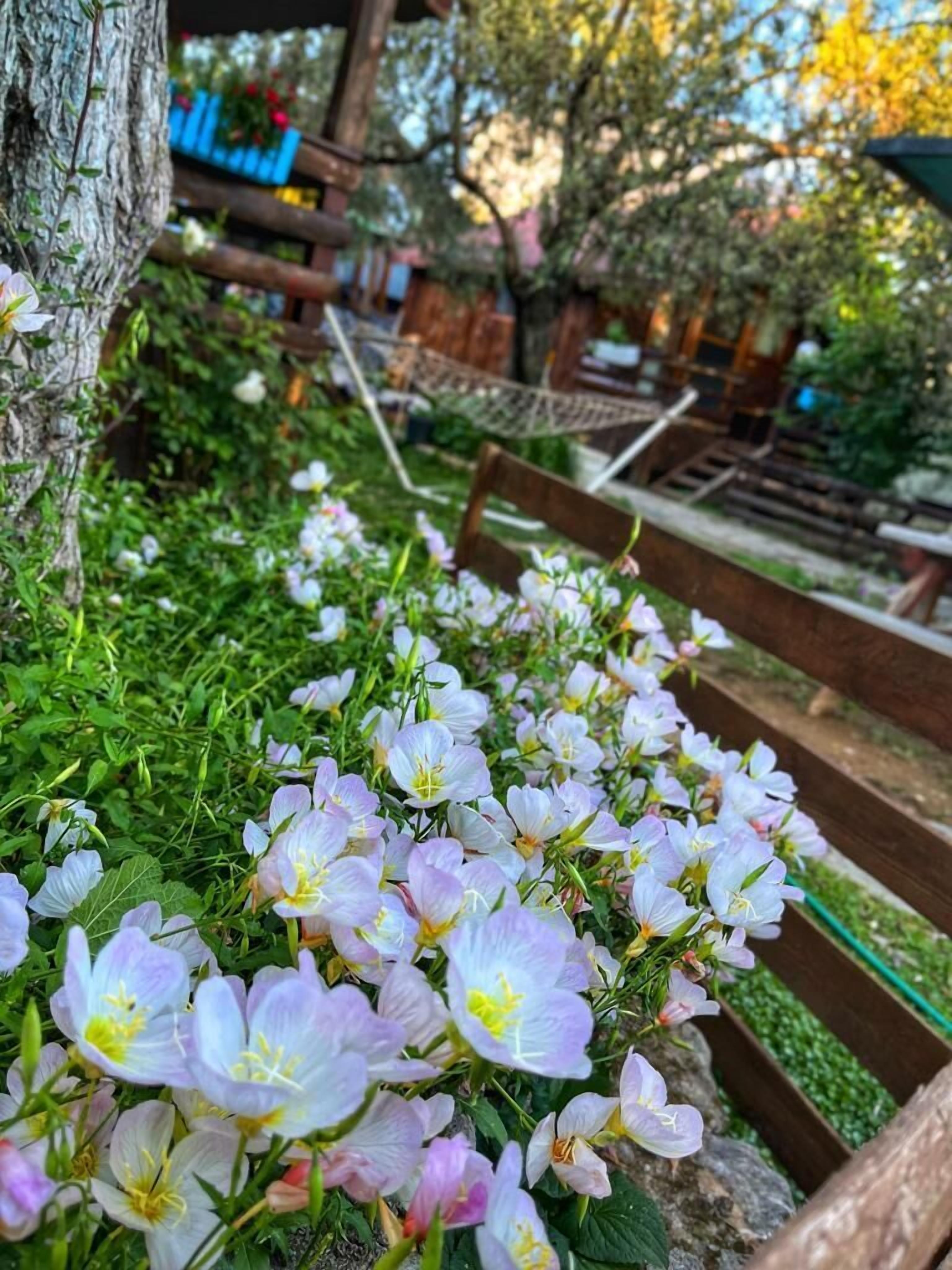 ZeytinDagi Bungalow Butik Otel