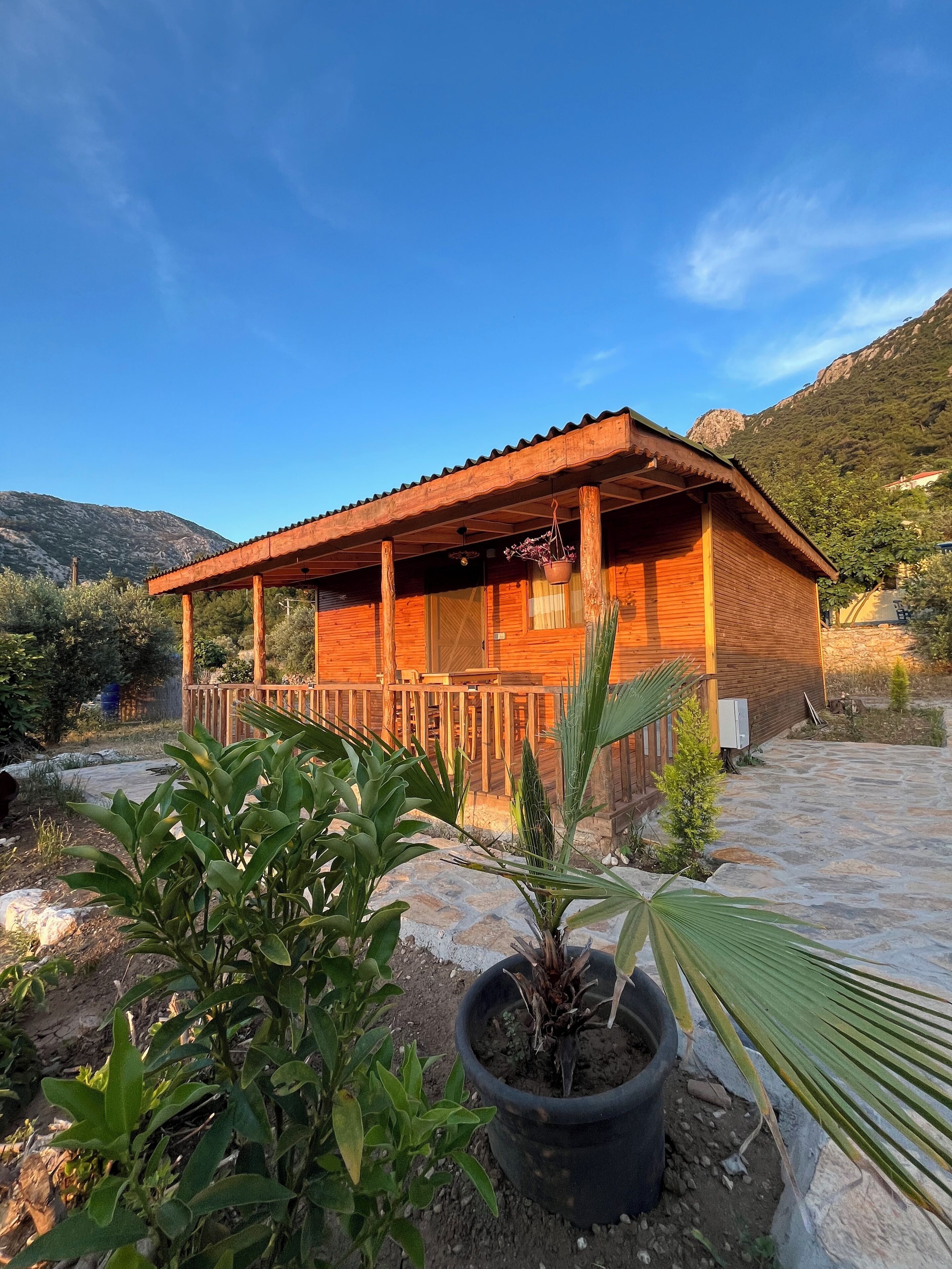 Afera Koy Evi