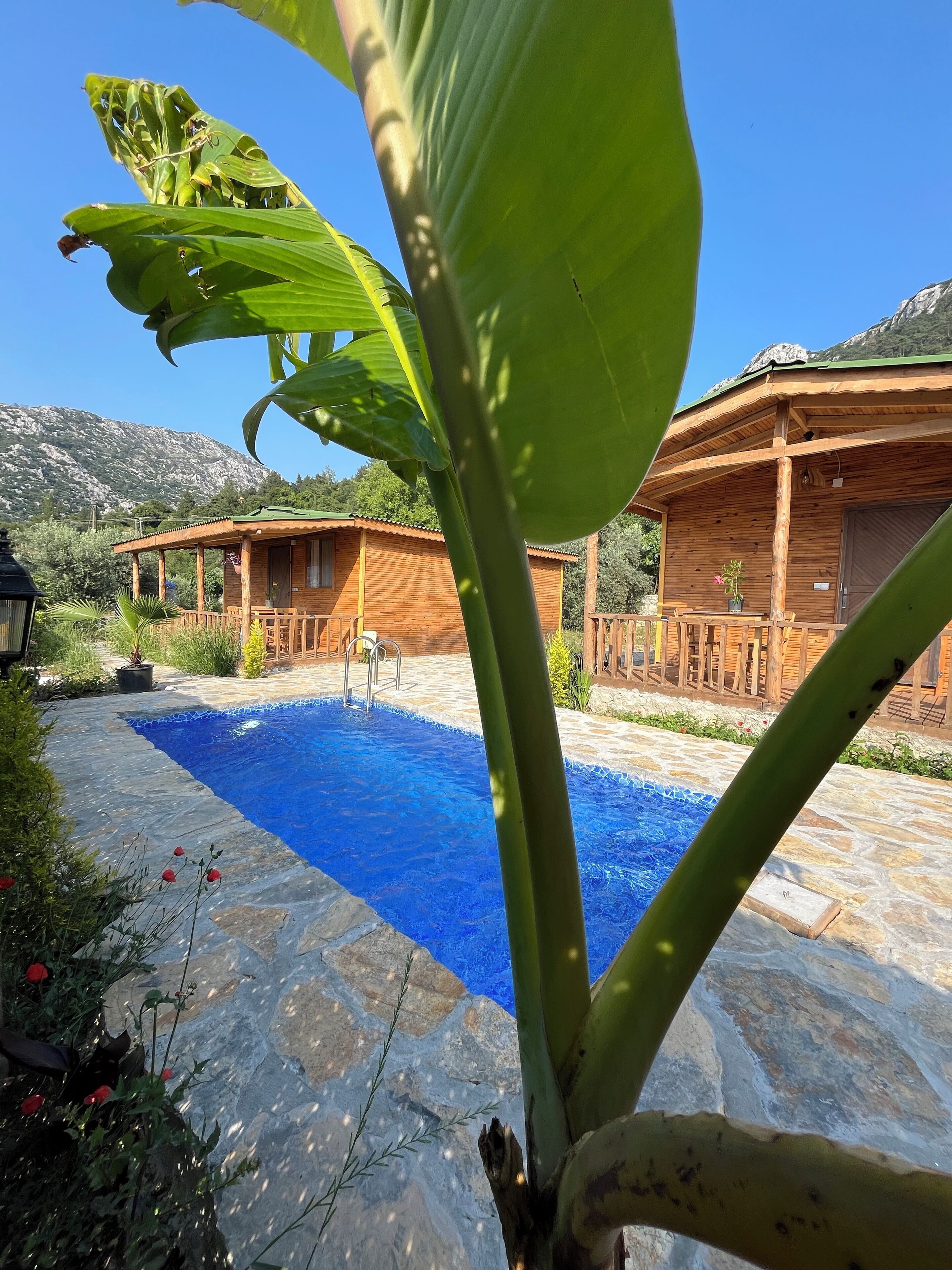 Afera Koy Evi