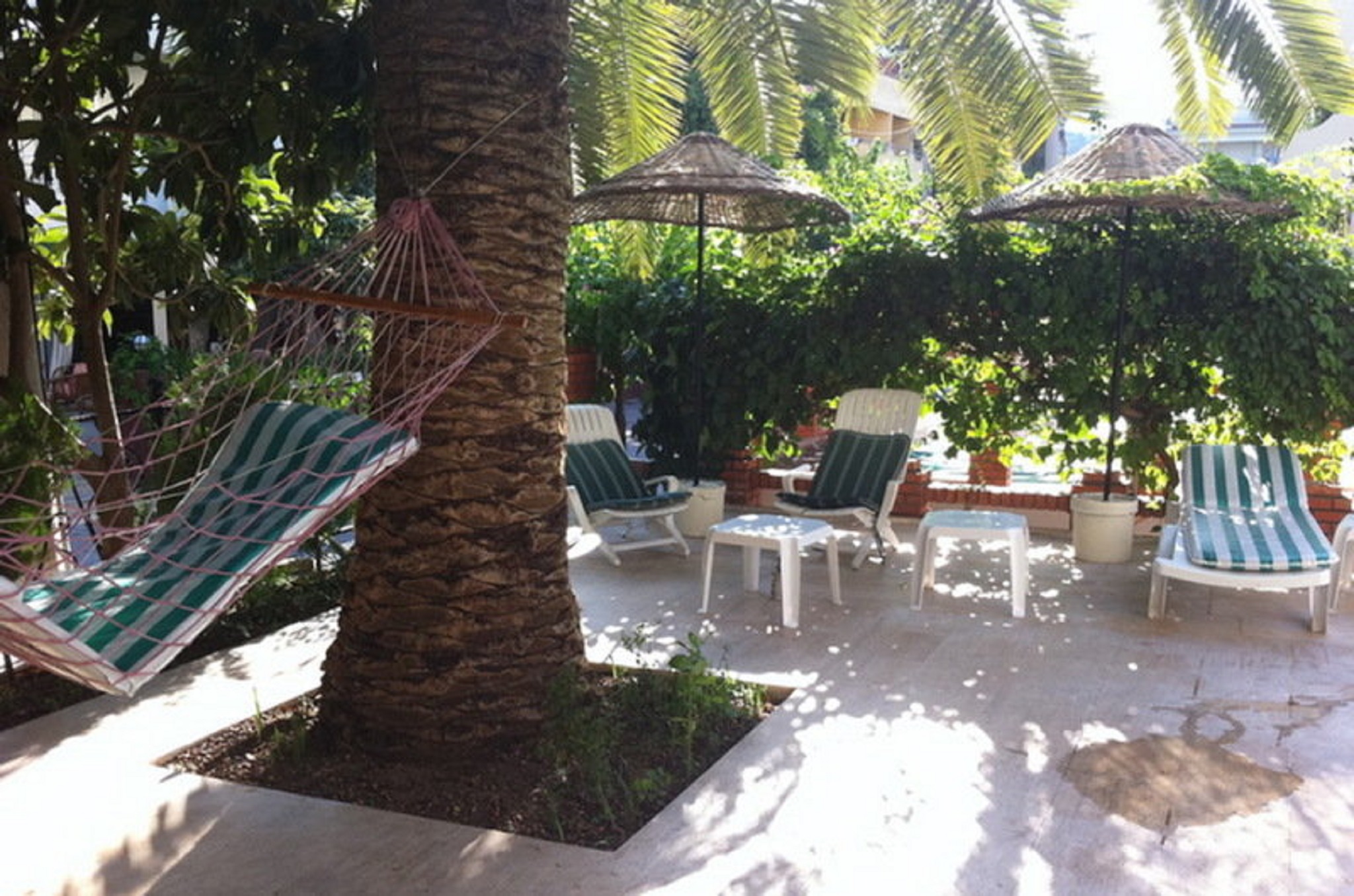 Green Palm