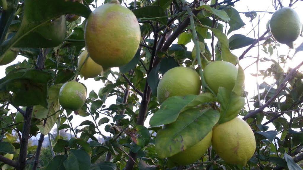 Sun Dalyan Hotel and Organic Farm