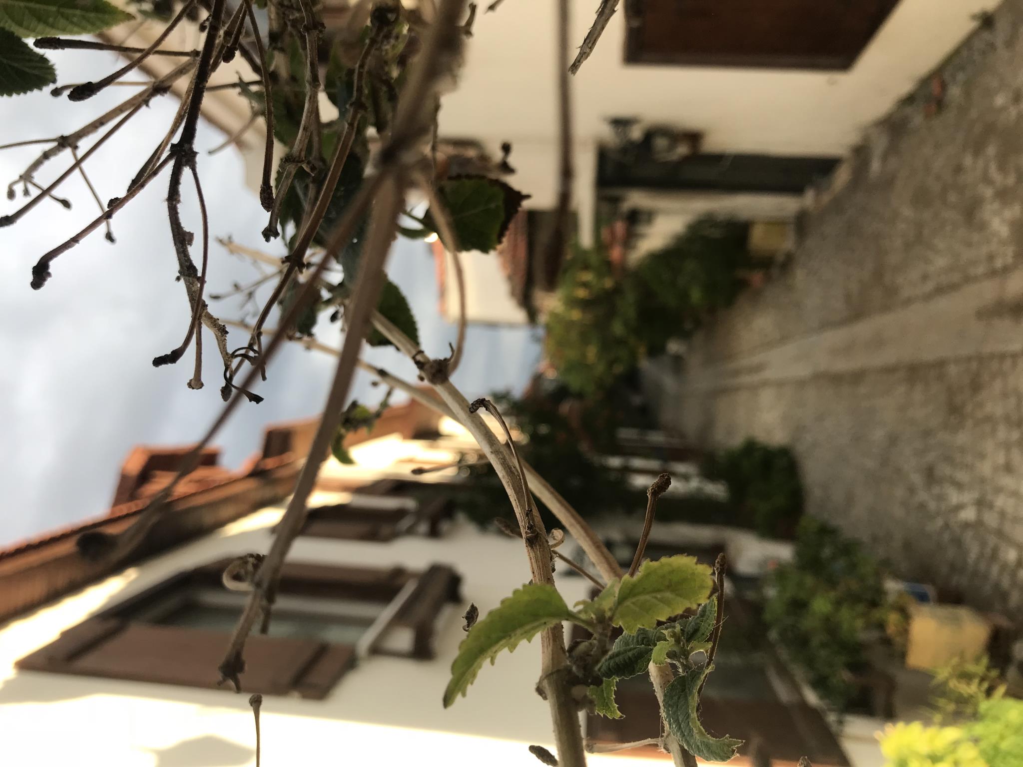 Silenos Boutique Hotel