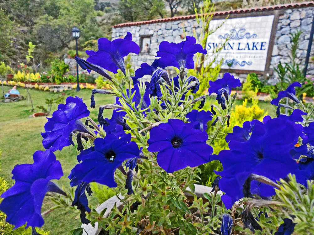 Swan Lake Boutique Hotel