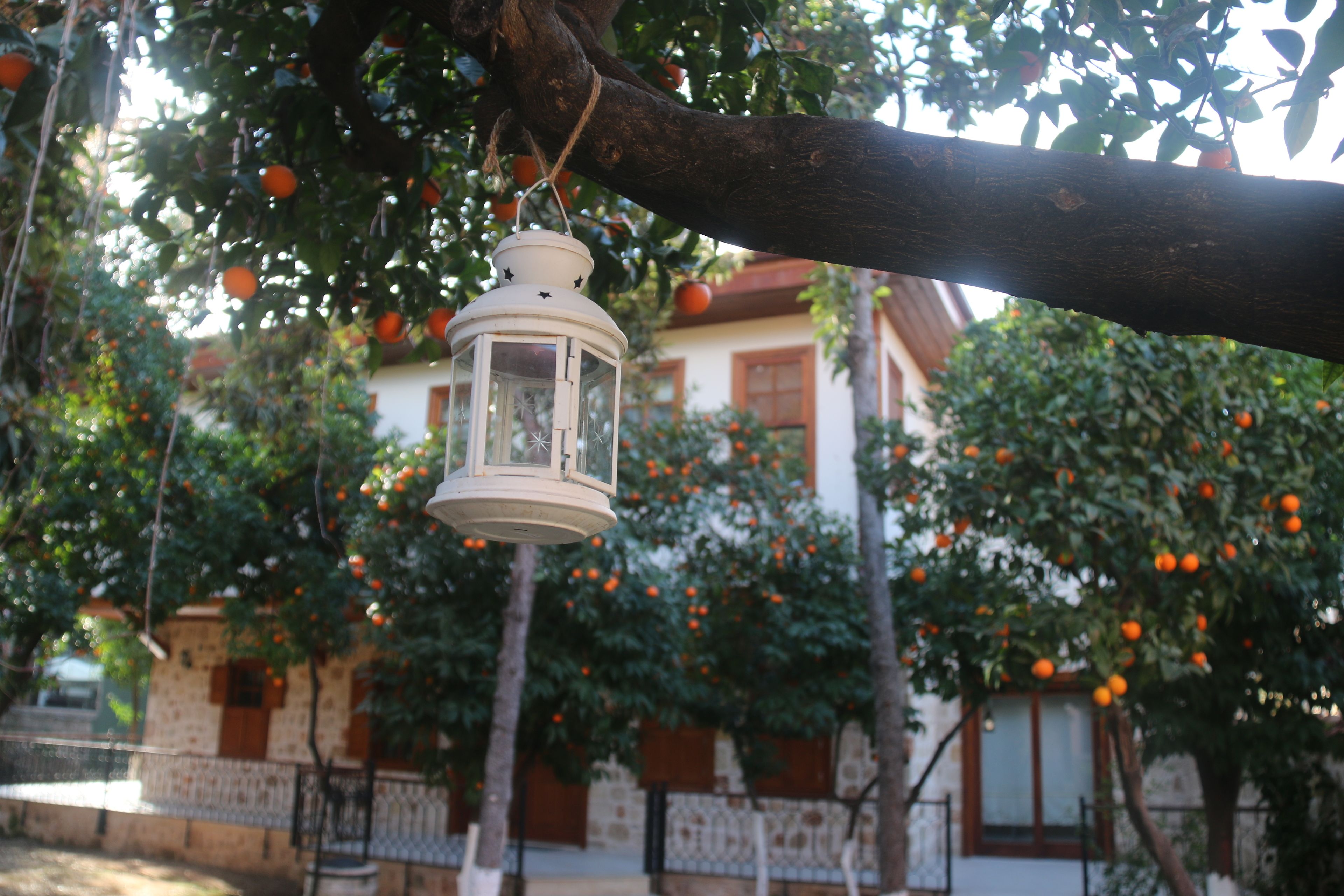 Citrus Garden Hotel