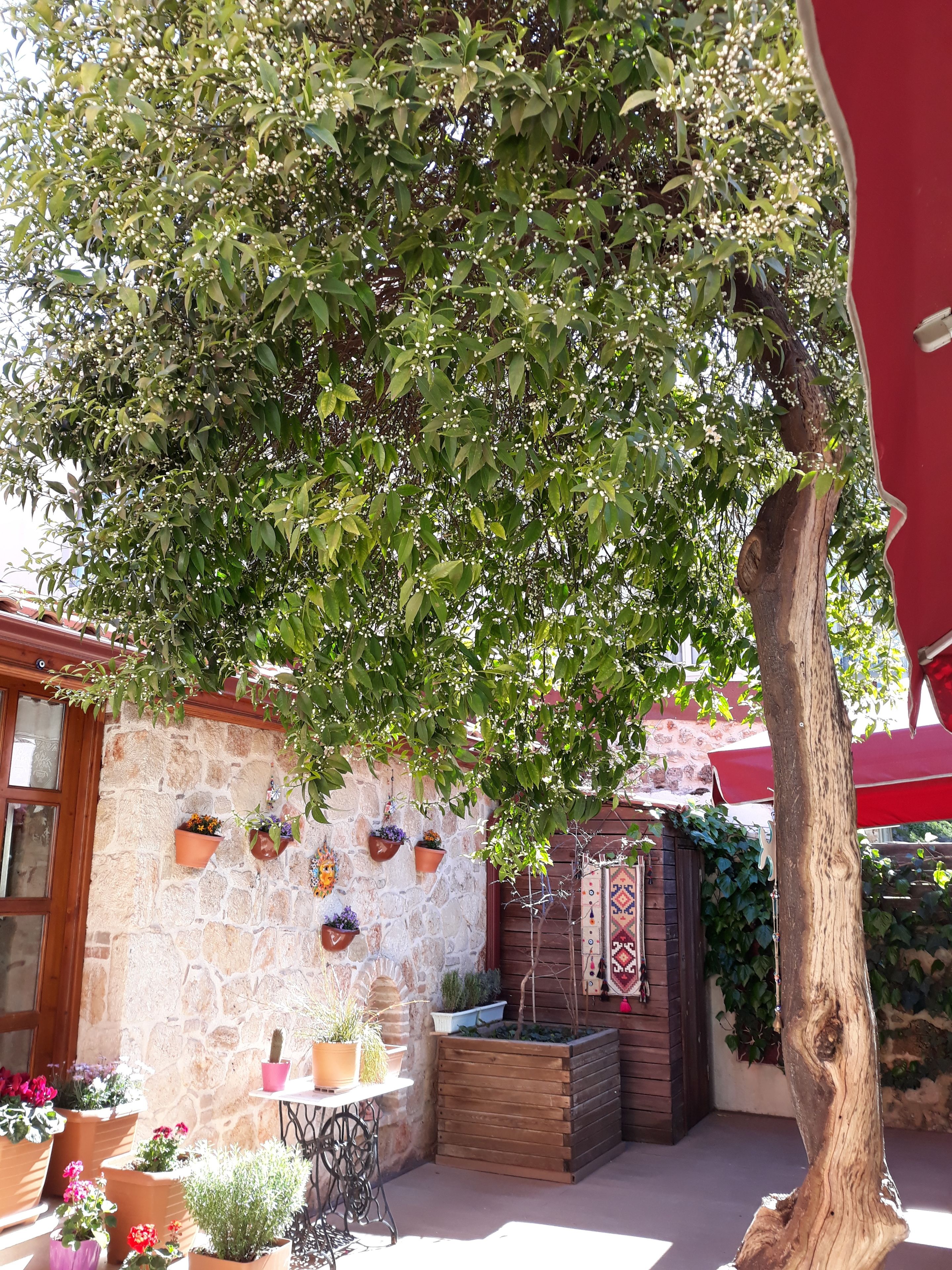 Citrus Garden Hotel