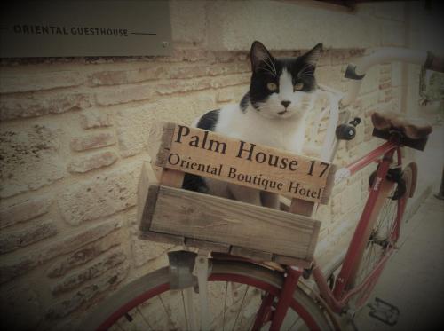 Palm House 17