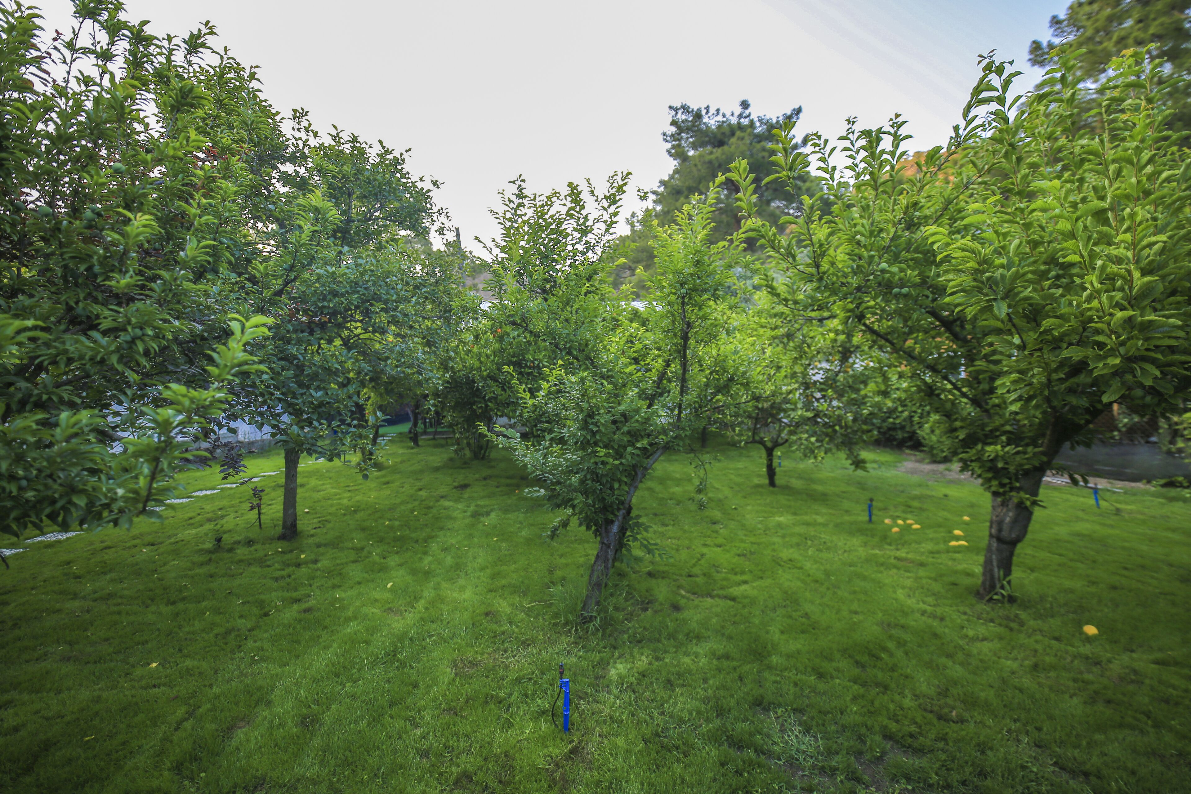 Seker bungalov