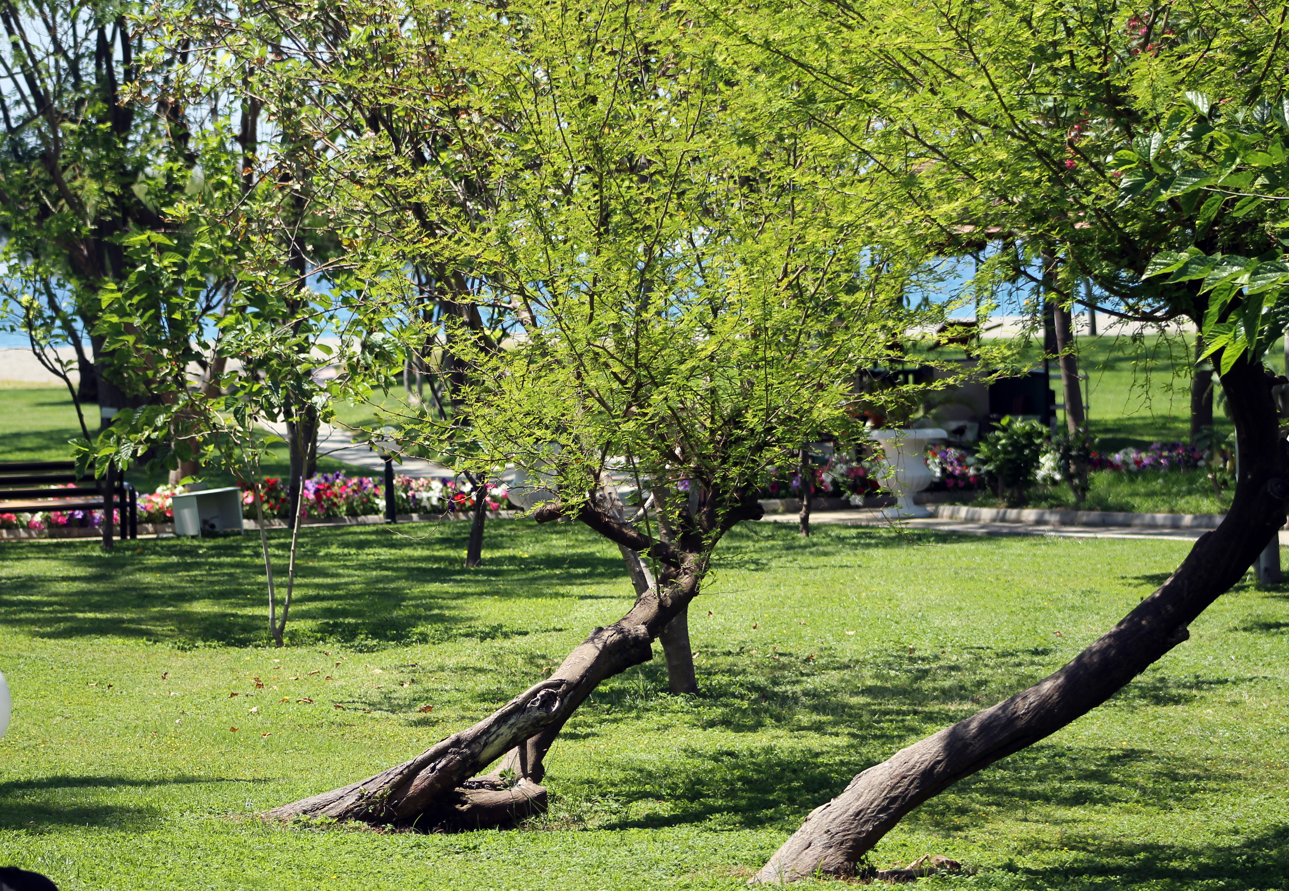 LABRANDA Alantur Resort