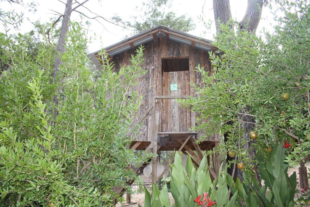 Saban Tree Houses