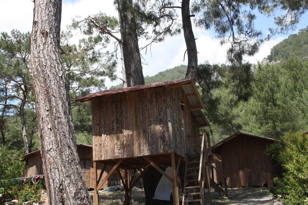 Saban Tree Houses
