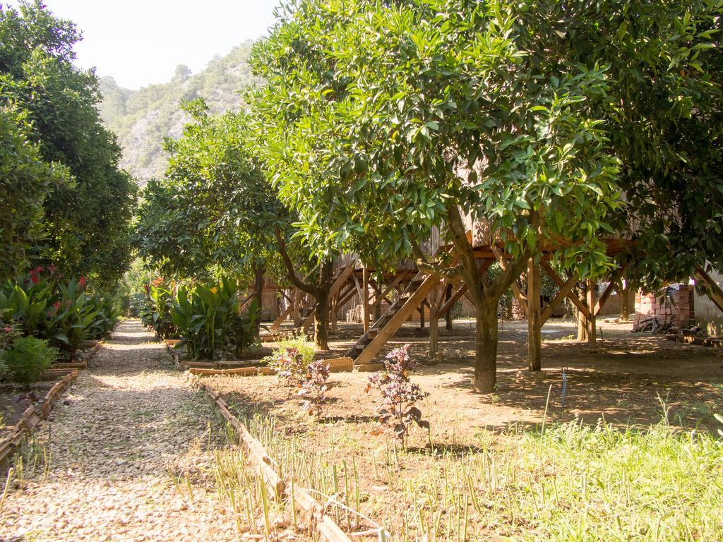Saban Tree Houses