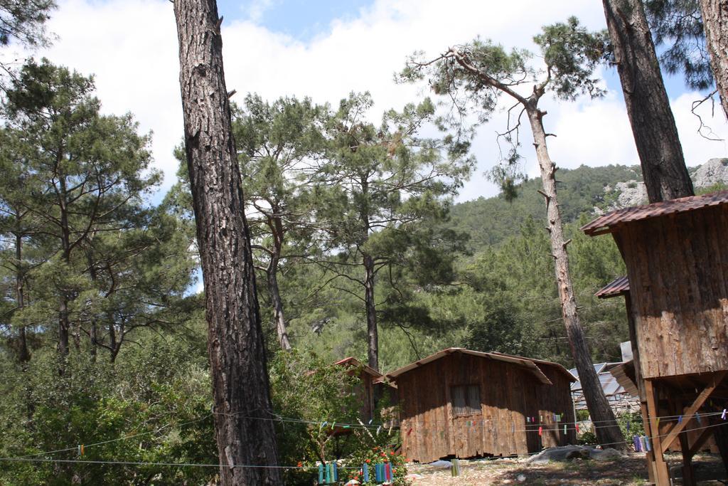 Saban Tree Houses