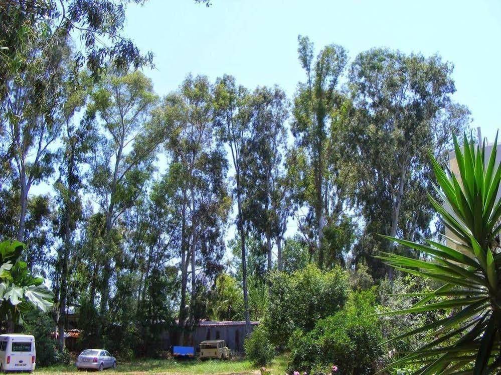Eucalyptus Pension