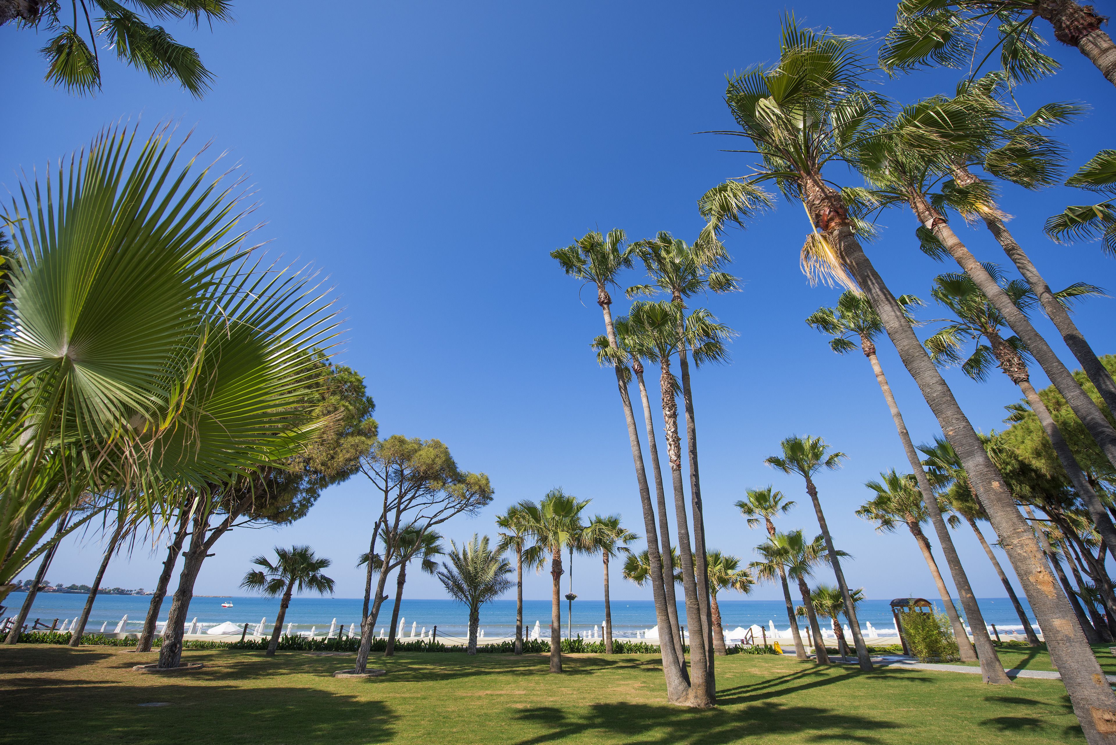 Acanthus Cennet Barut Collection