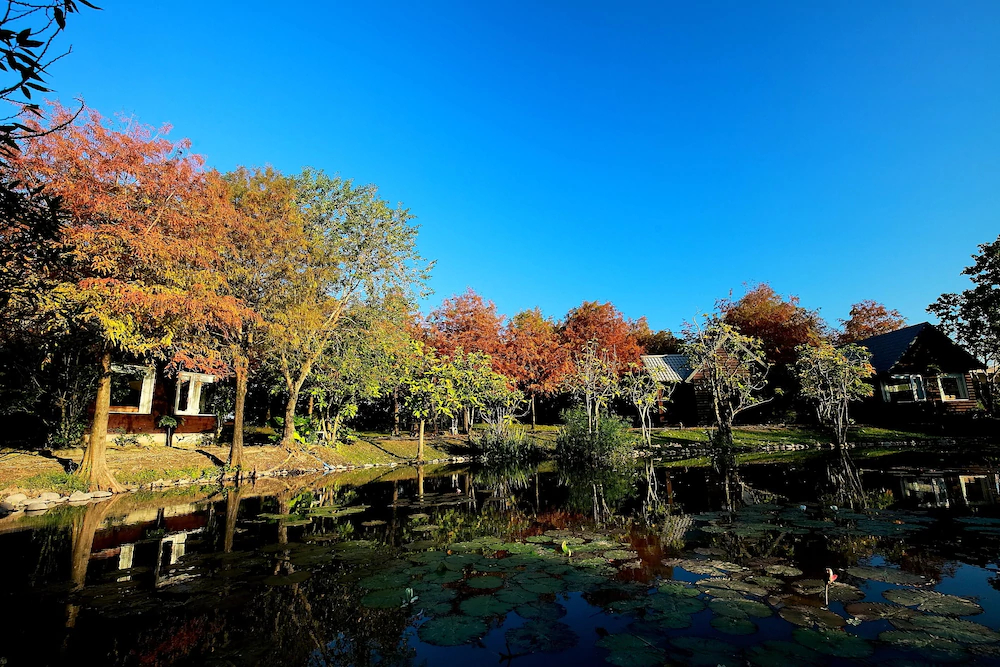 Green Forest Villa