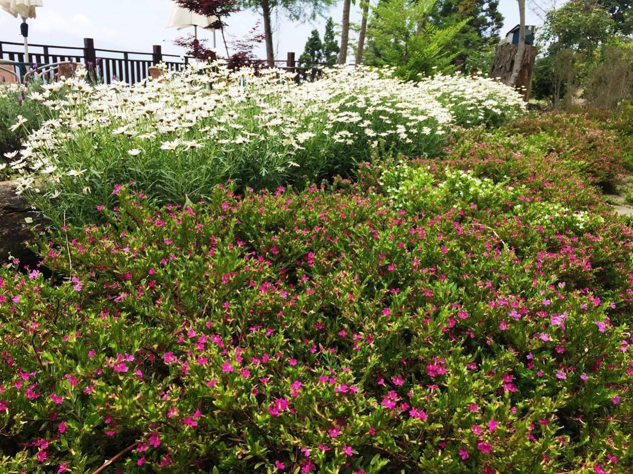 Sheep Village Country Homestay
