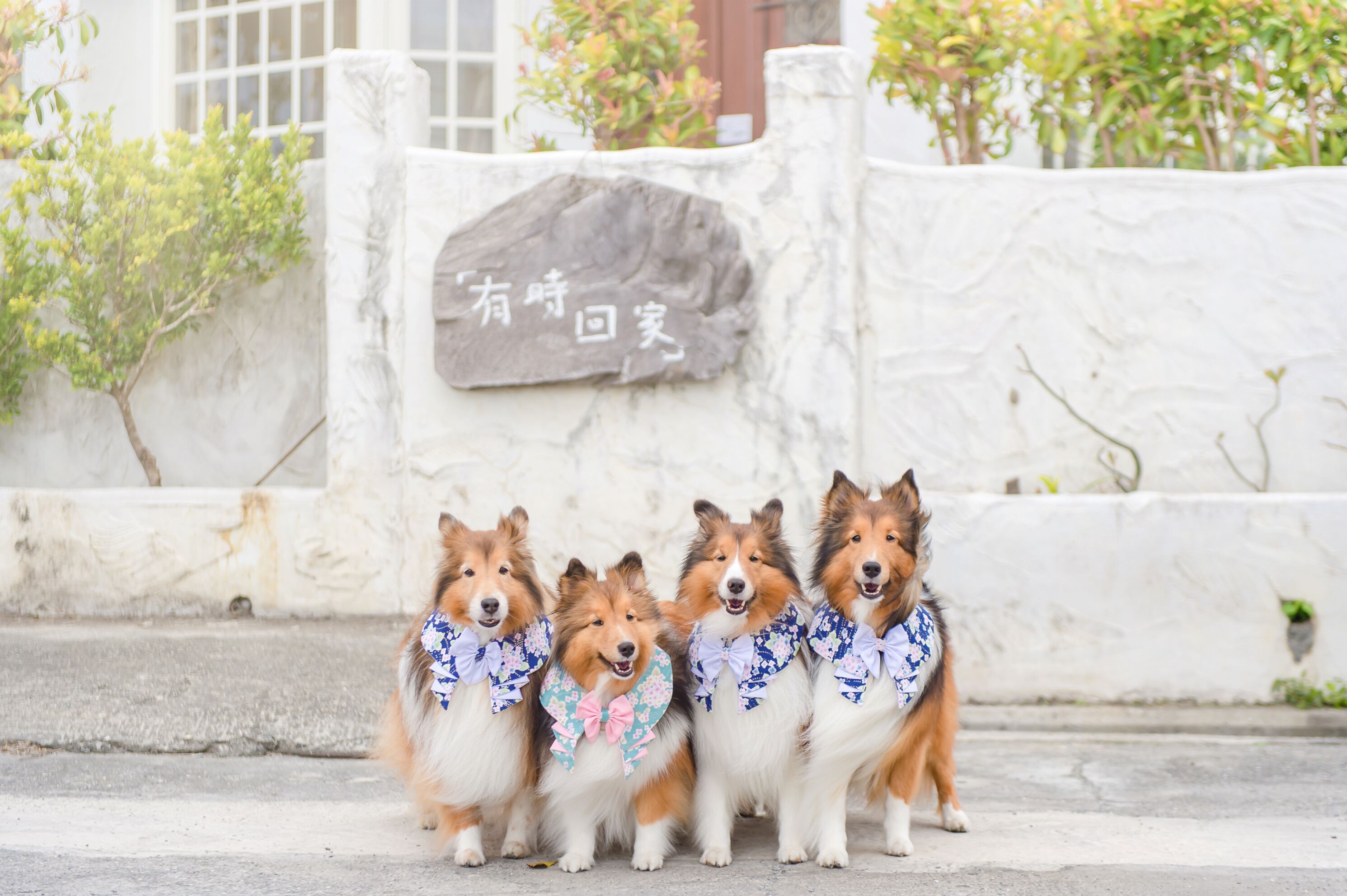 H& Pet Taitung Homeabout