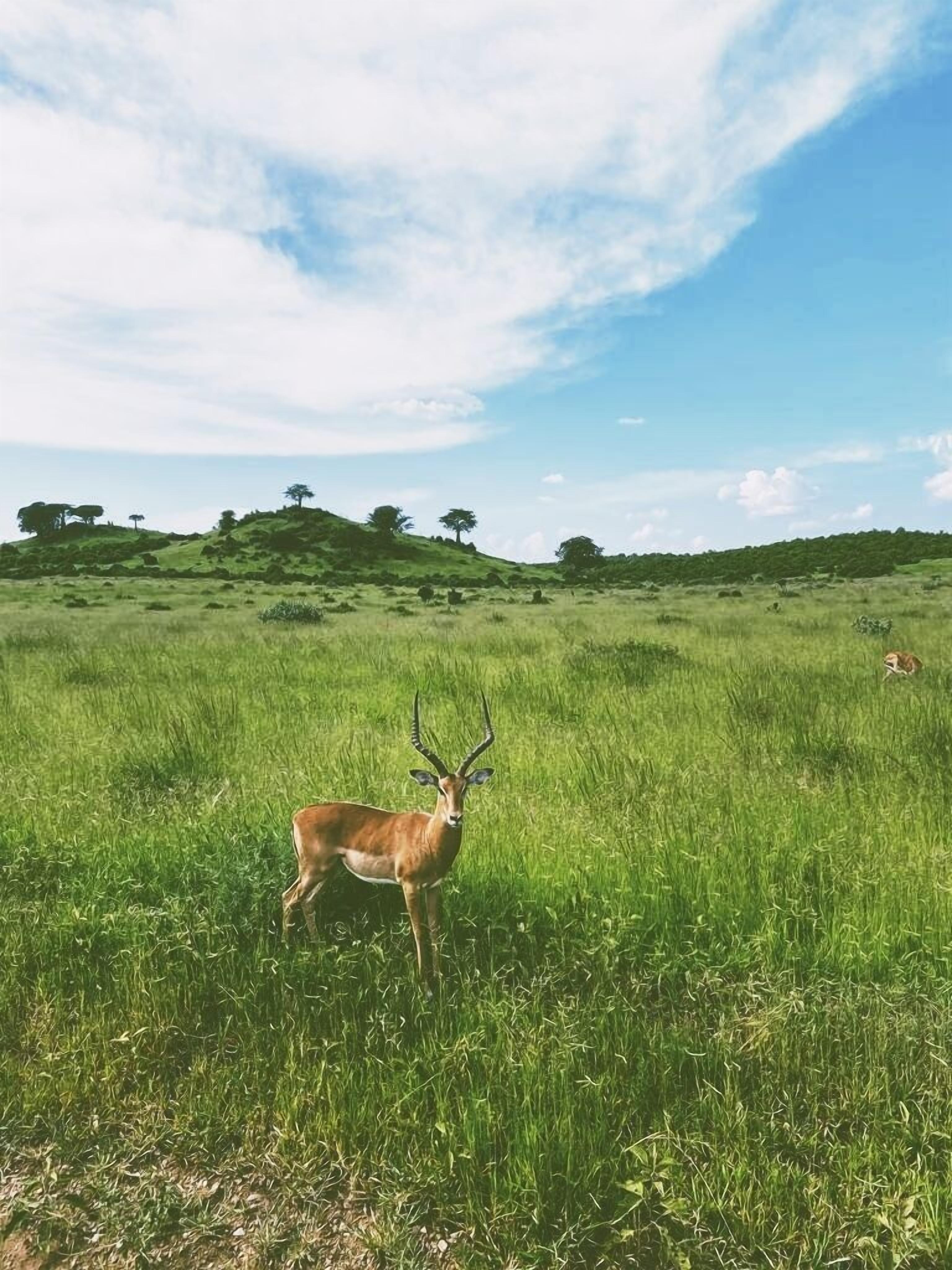 Tembe Home