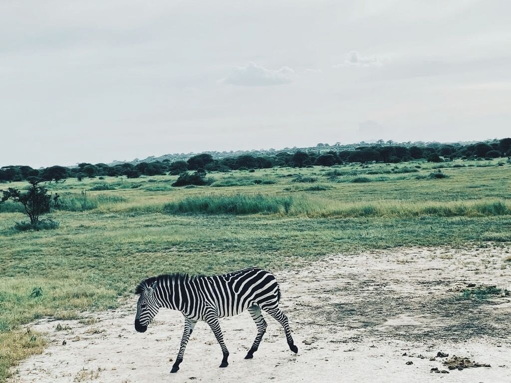 Tembe Home