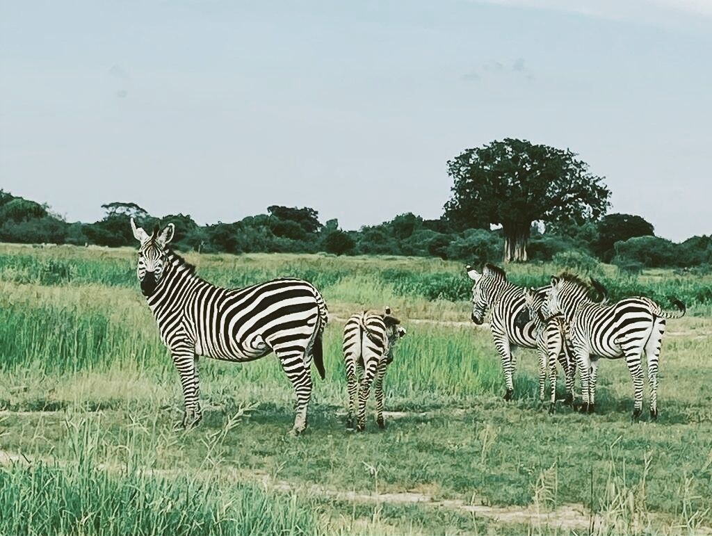 Tembe Home
