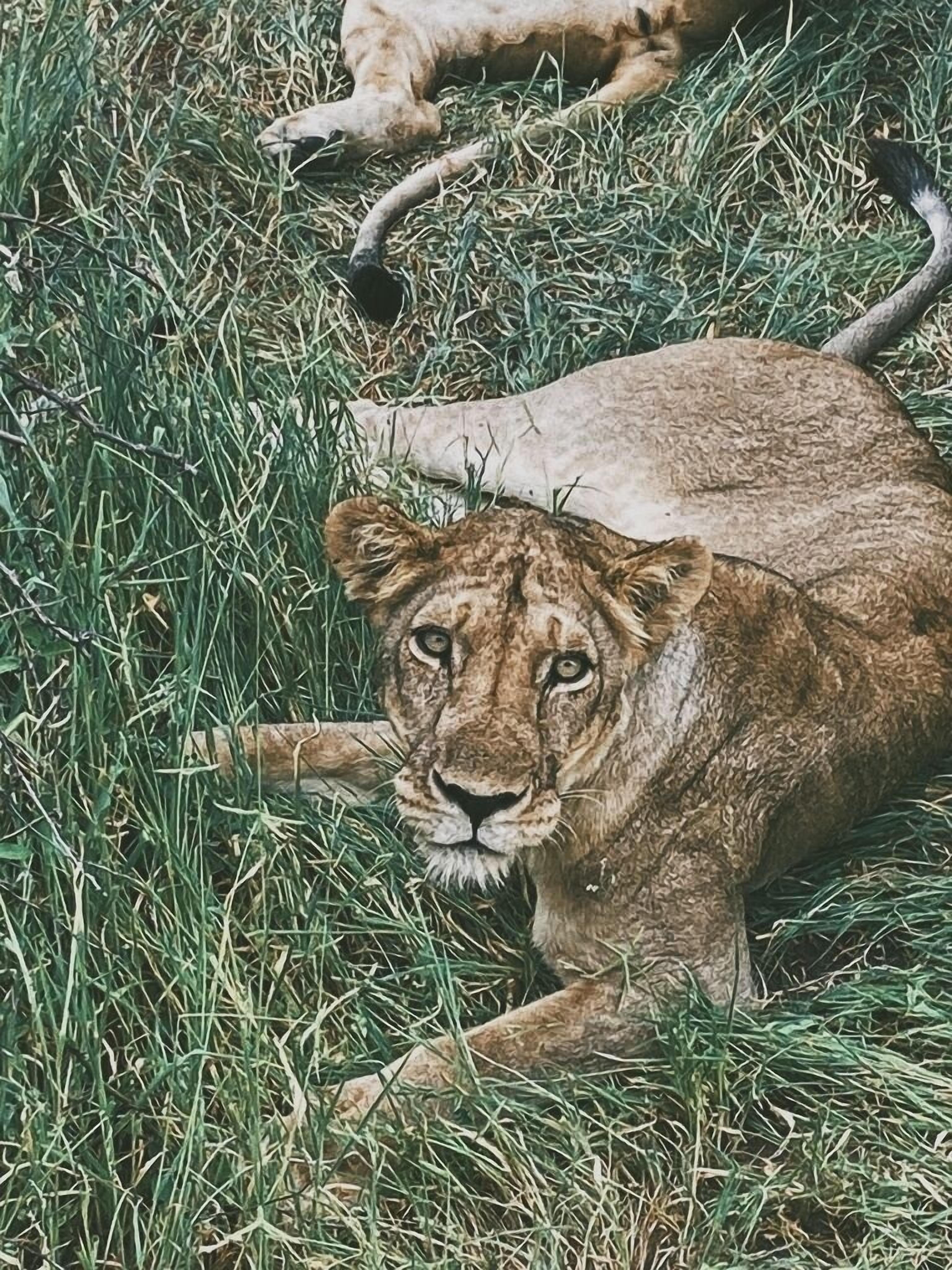 Tembe Home