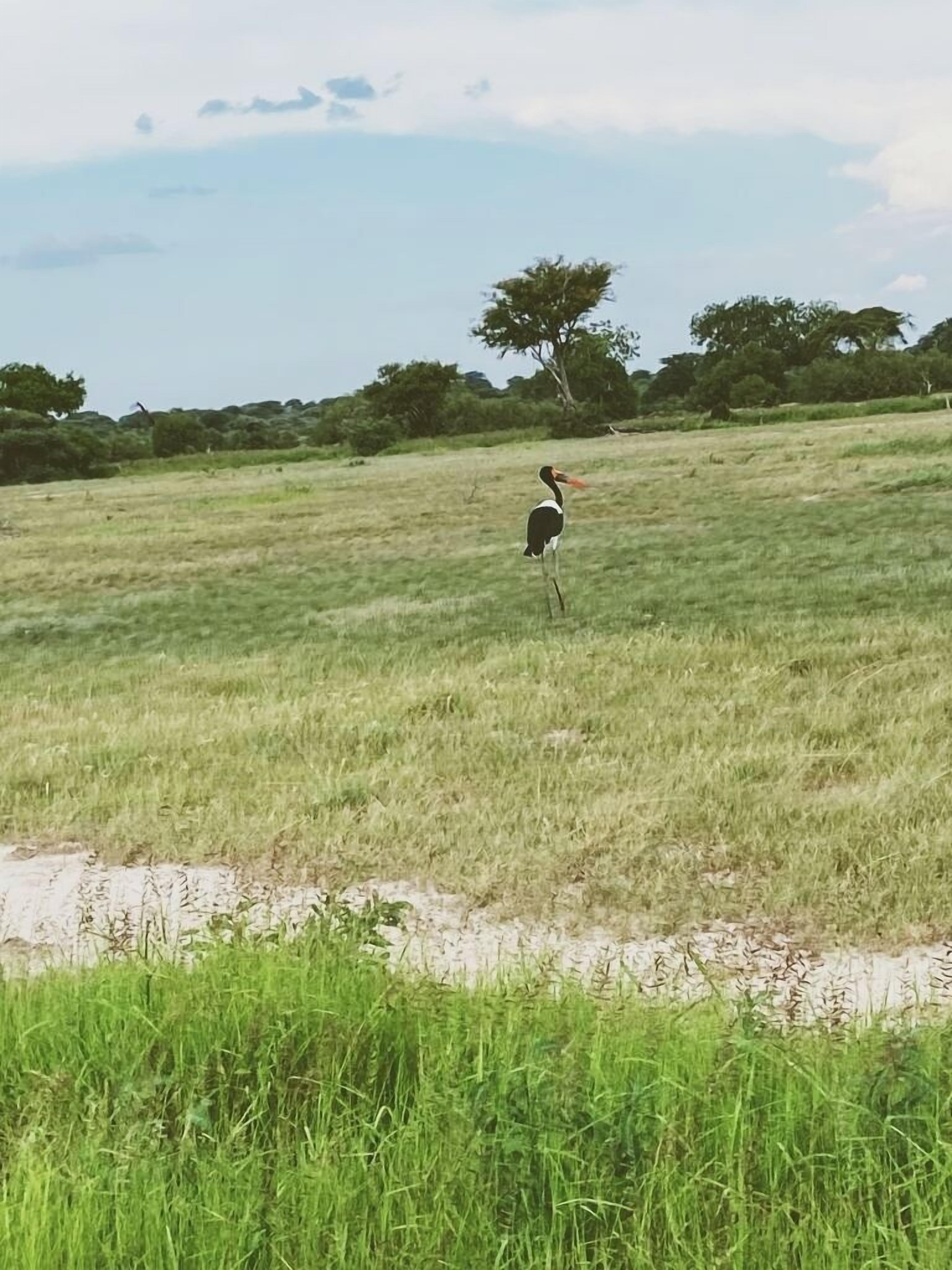 Tembe Home