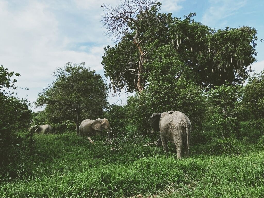 Tembe Home