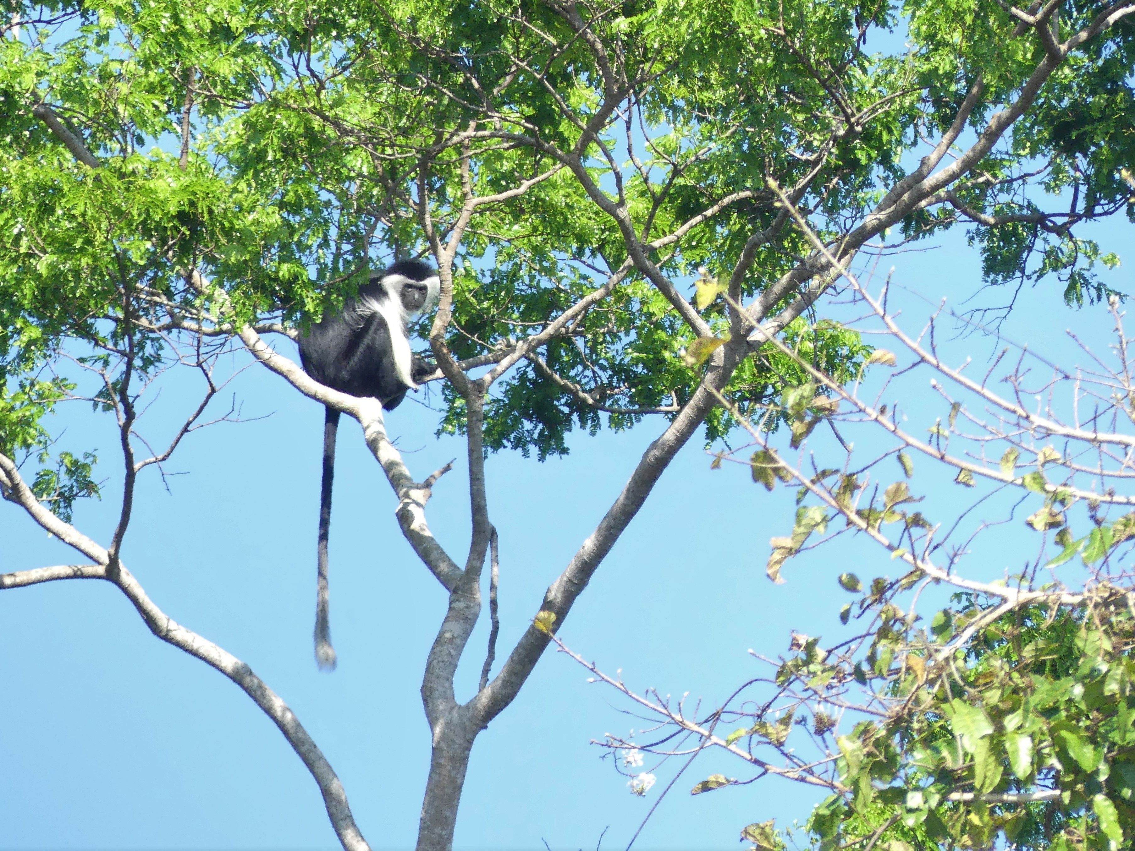 Wami River Bush Retreat - Kisampa